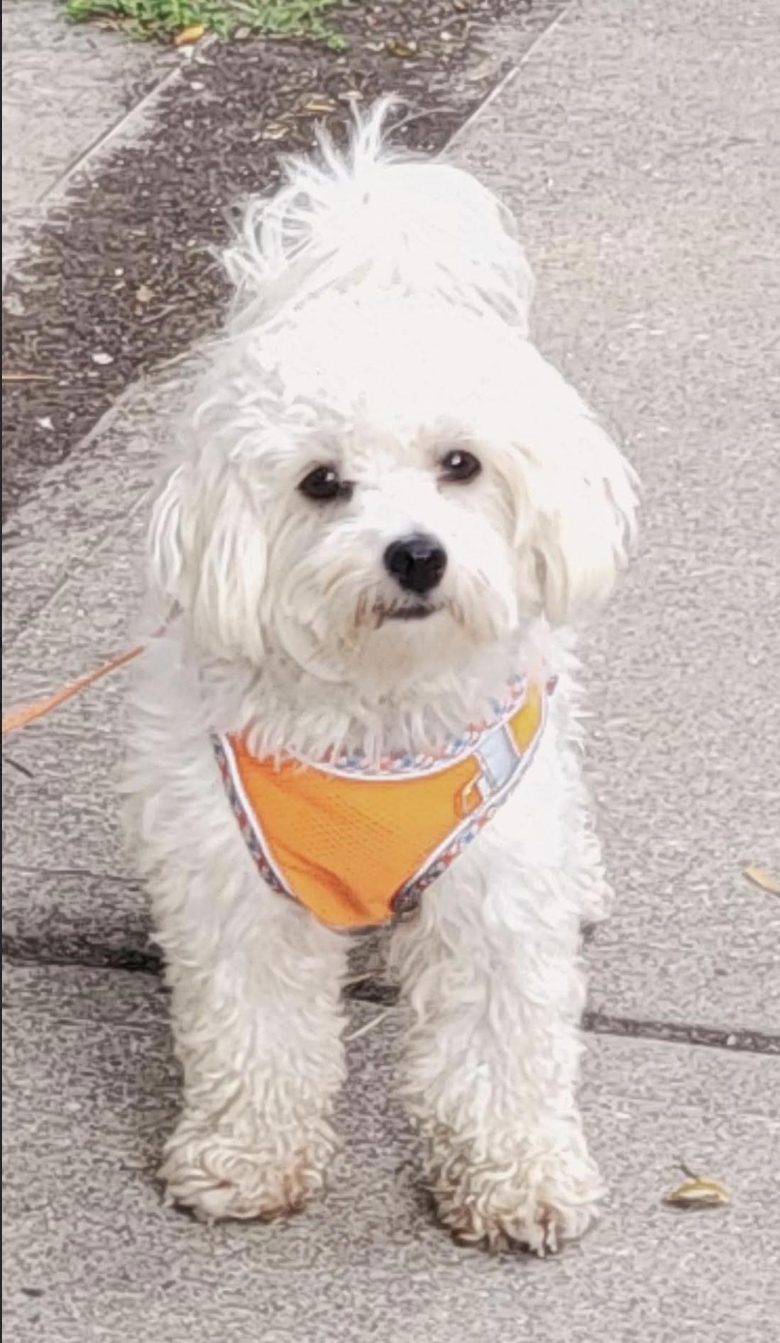 Enlarge Callum, a Adoptable mixed breed in Scarborough, ON image 5/6