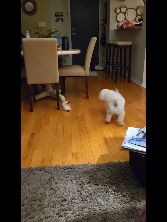Enlarge Callum, a Adoptable mixed breed in Scarborough, ON video 6/6