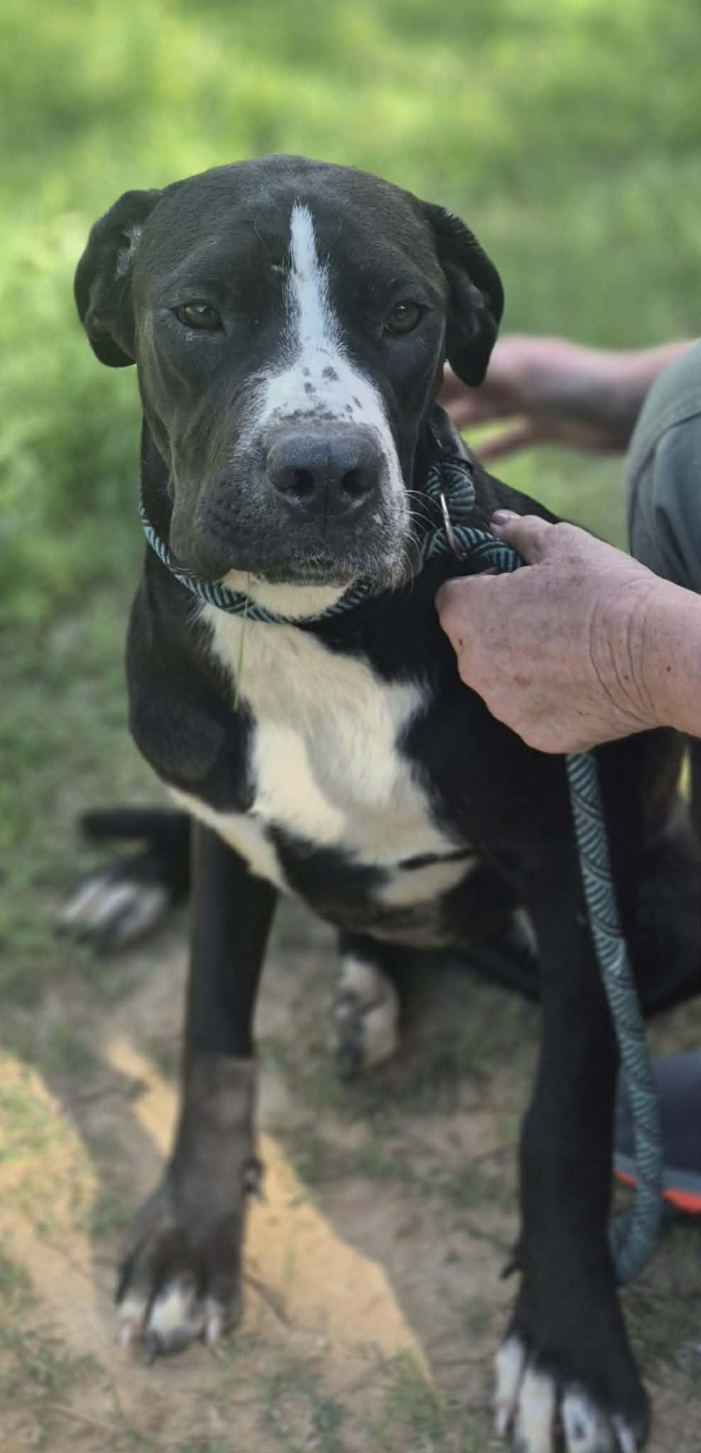Cinderella, a Adoptable mixed breed in Boston, MA image 3/6