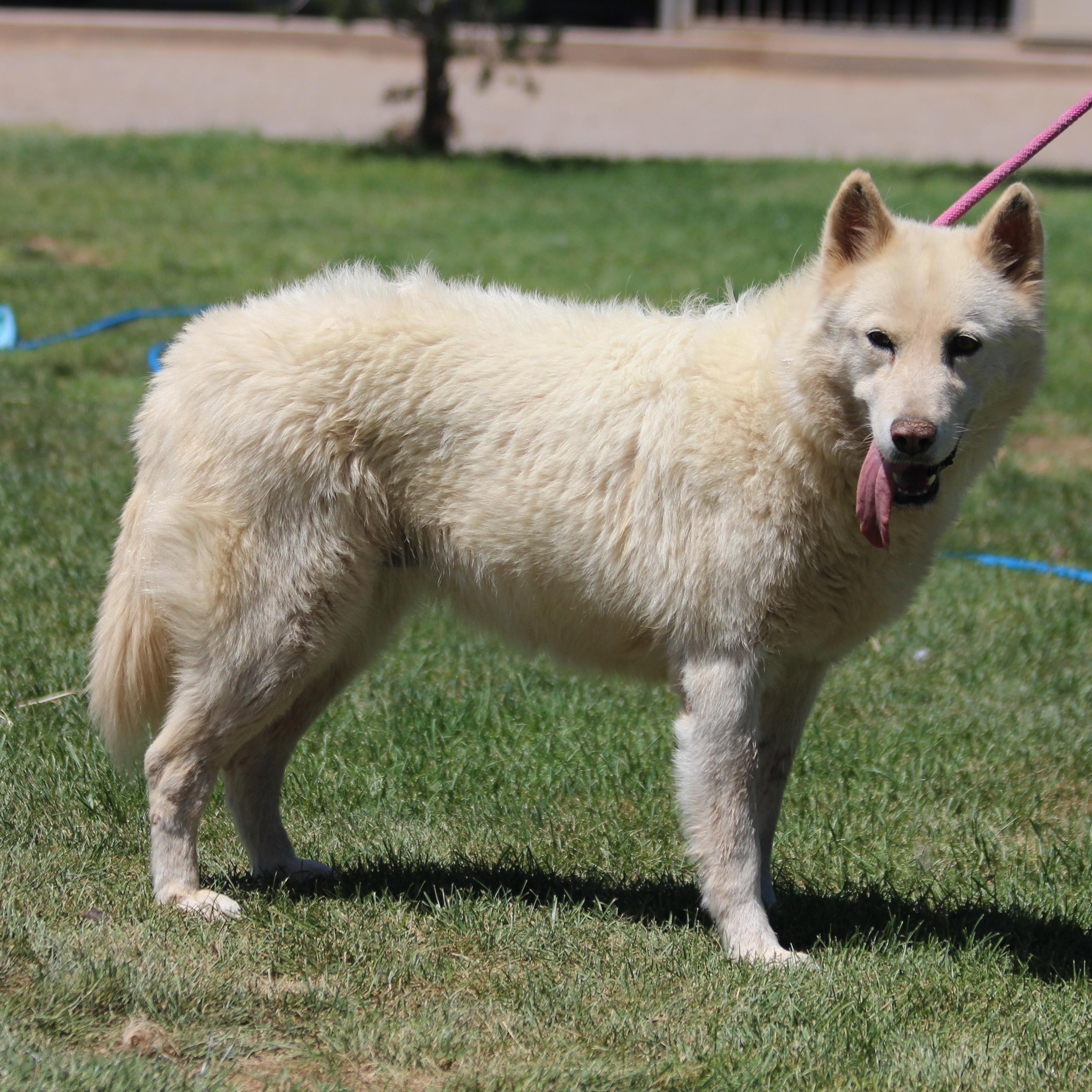 Koosah, an adoptable Siberian Husky in Pearce, AZ, 85625 | Photo Image 1