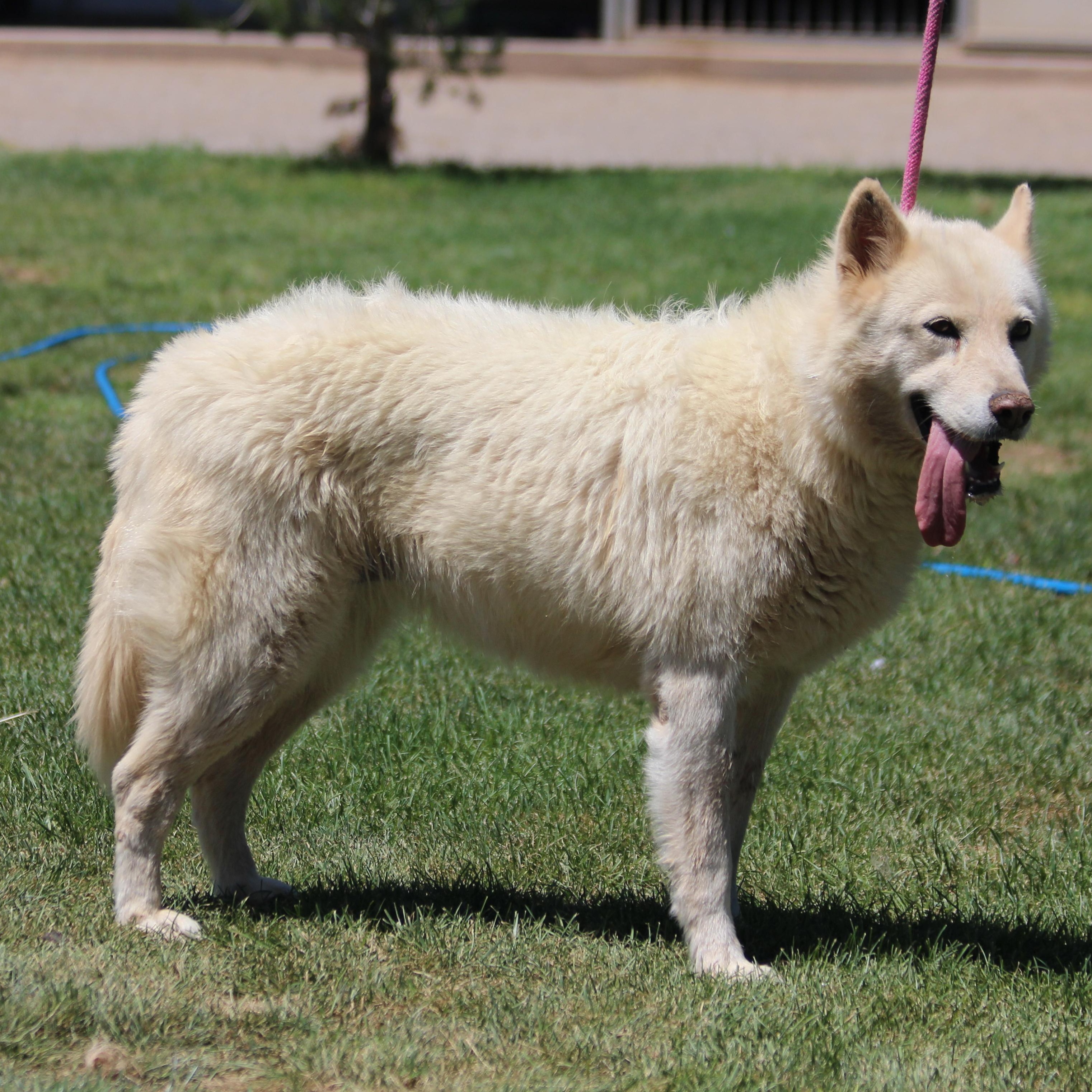 Koosah, an adoptable Siberian Husky in Pearce, AZ, 85625 | Photo Image 3