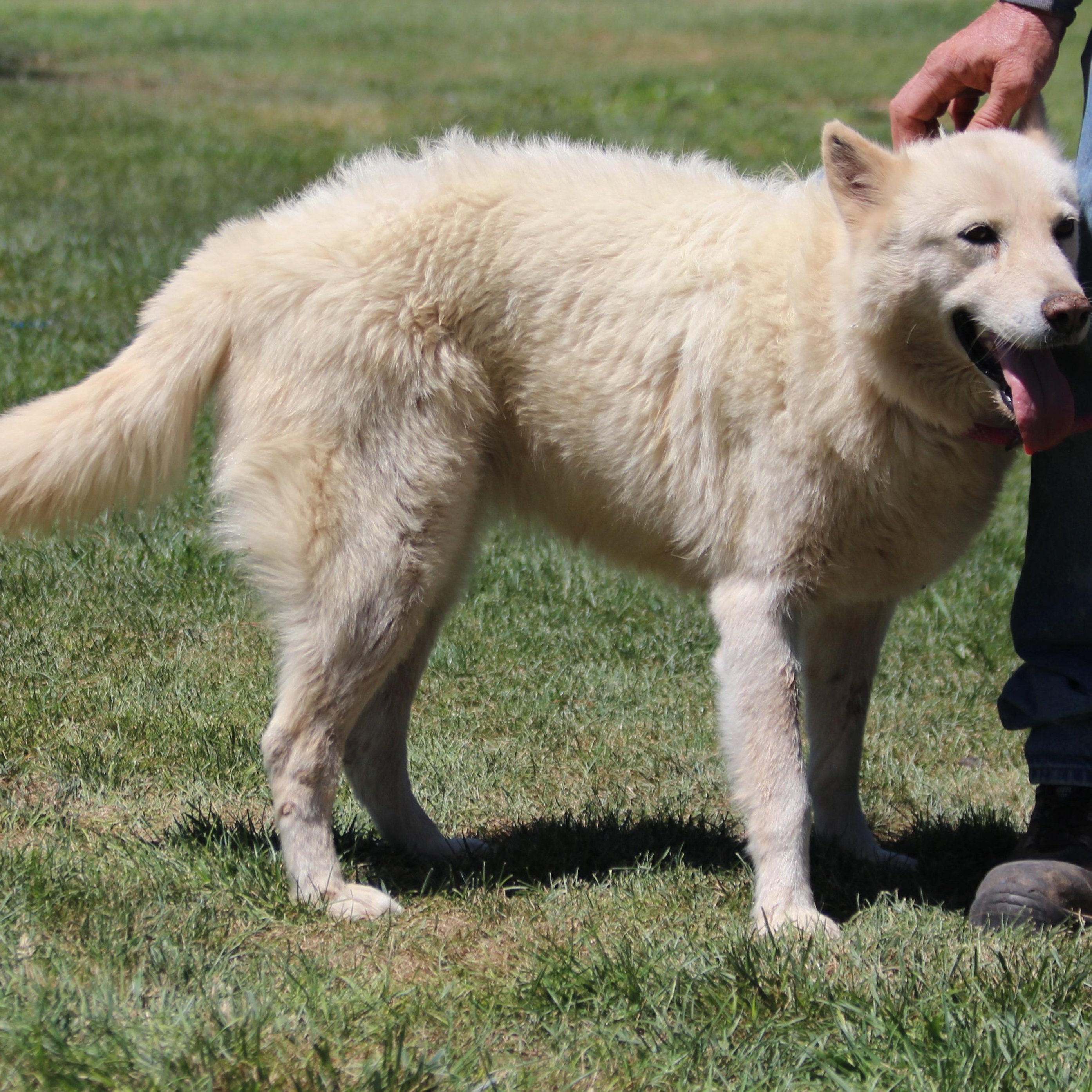 Koosah, an adoptable Siberian Husky in Pearce, AZ, 85625 | Photo Image 5