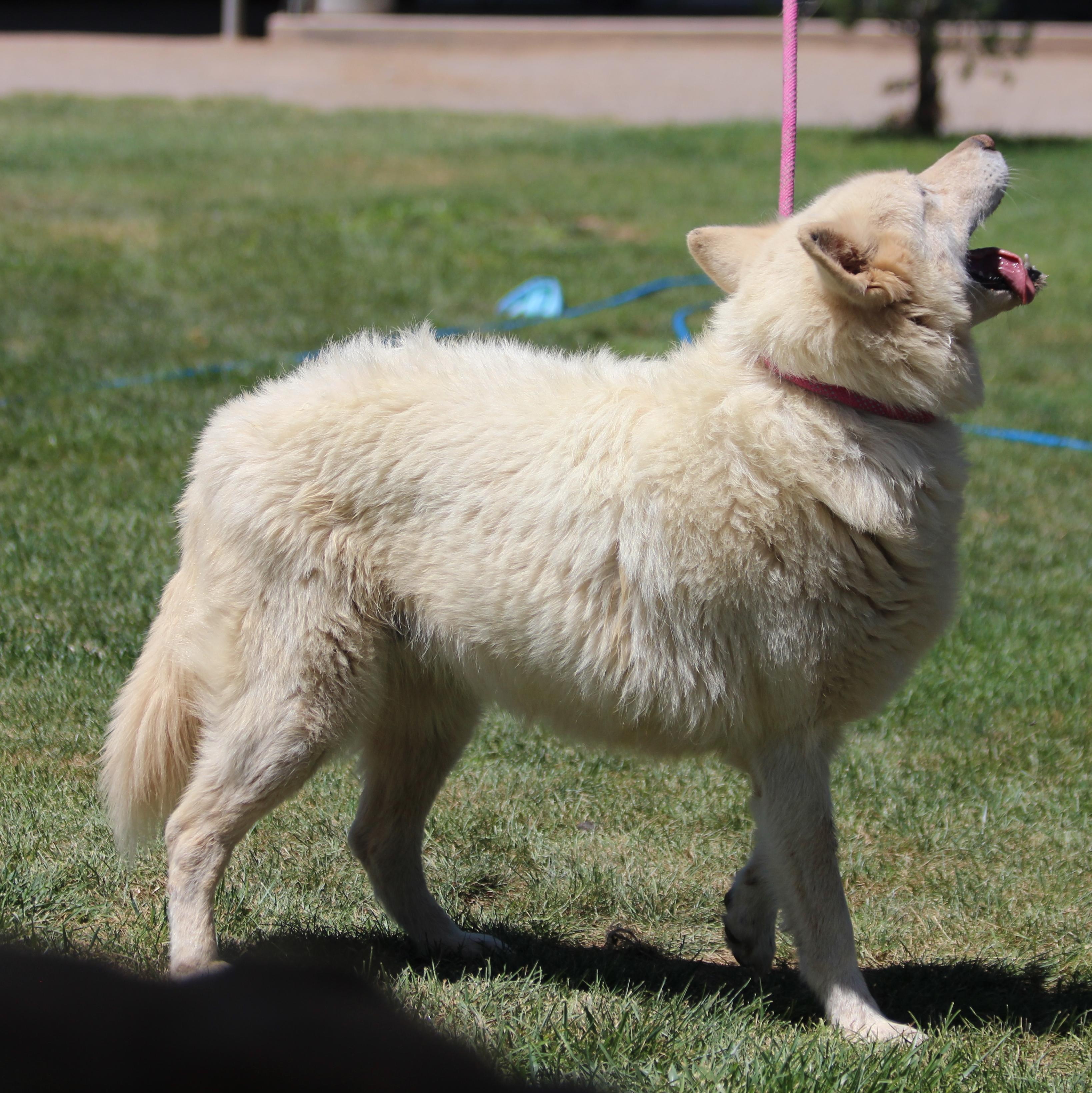 Koosah, an adoptable Siberian Husky in Pearce, AZ, 85625 | Photo Image 2
