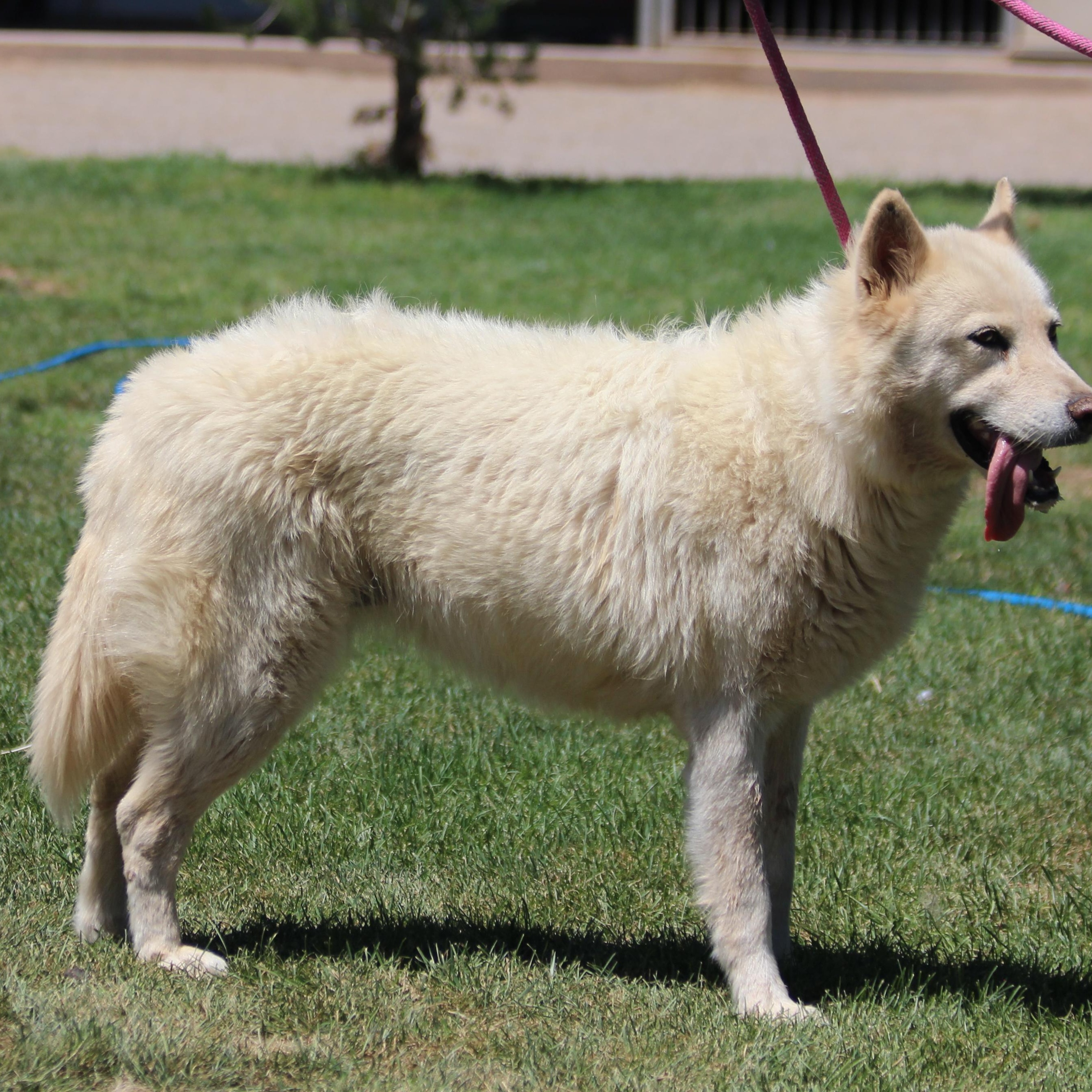Koosah, an adoptable Siberian Husky in Pearce, AZ, 85625 | Photo Image 4