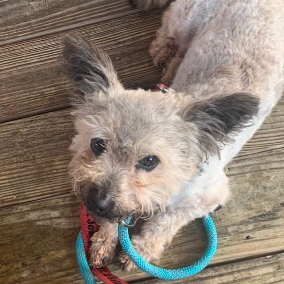 Toto, a Adoptable mixed breed in Ladson, SC image 2/6