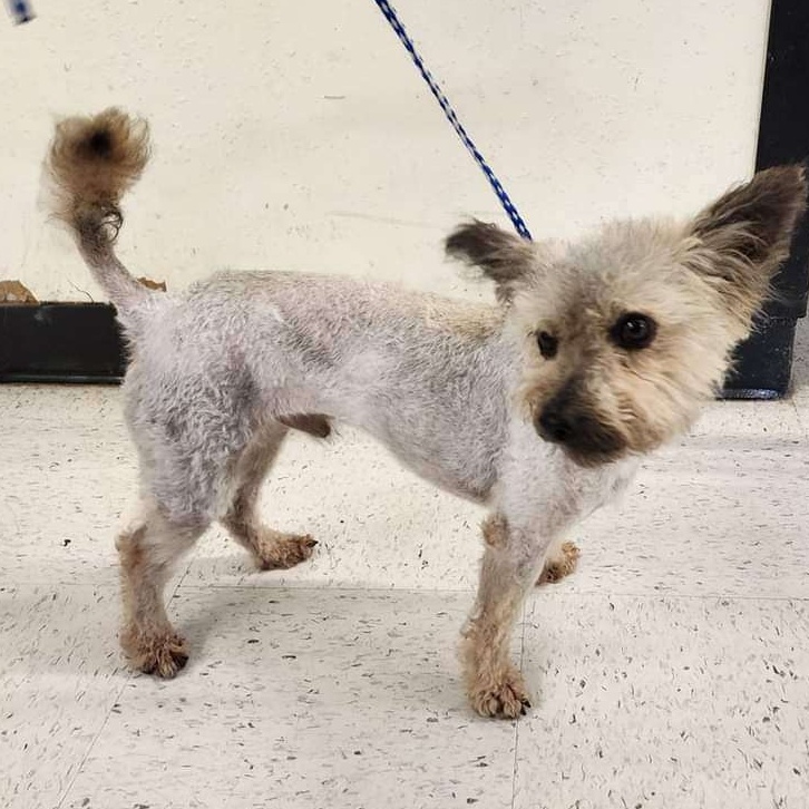 Toto, a Adoptable mixed breed in Ladson, SC image 3/6