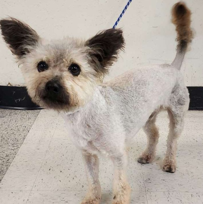 Toto, a Adoptable mixed breed in Ladson, SC image 4/6