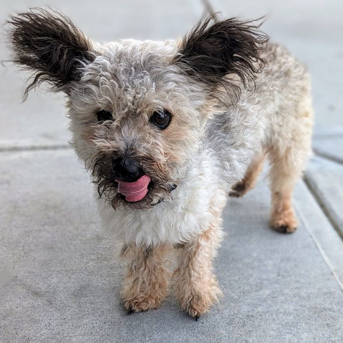 Toto, a Adoptable mixed breed in Ladson, SC image 5/6