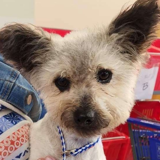 Toto, a Adoptable mixed breed in Ladson, SC image 6/6