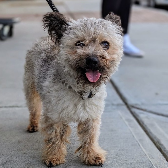 Toto, a Adoptable mixed breed in Ladson, SC image 1/6