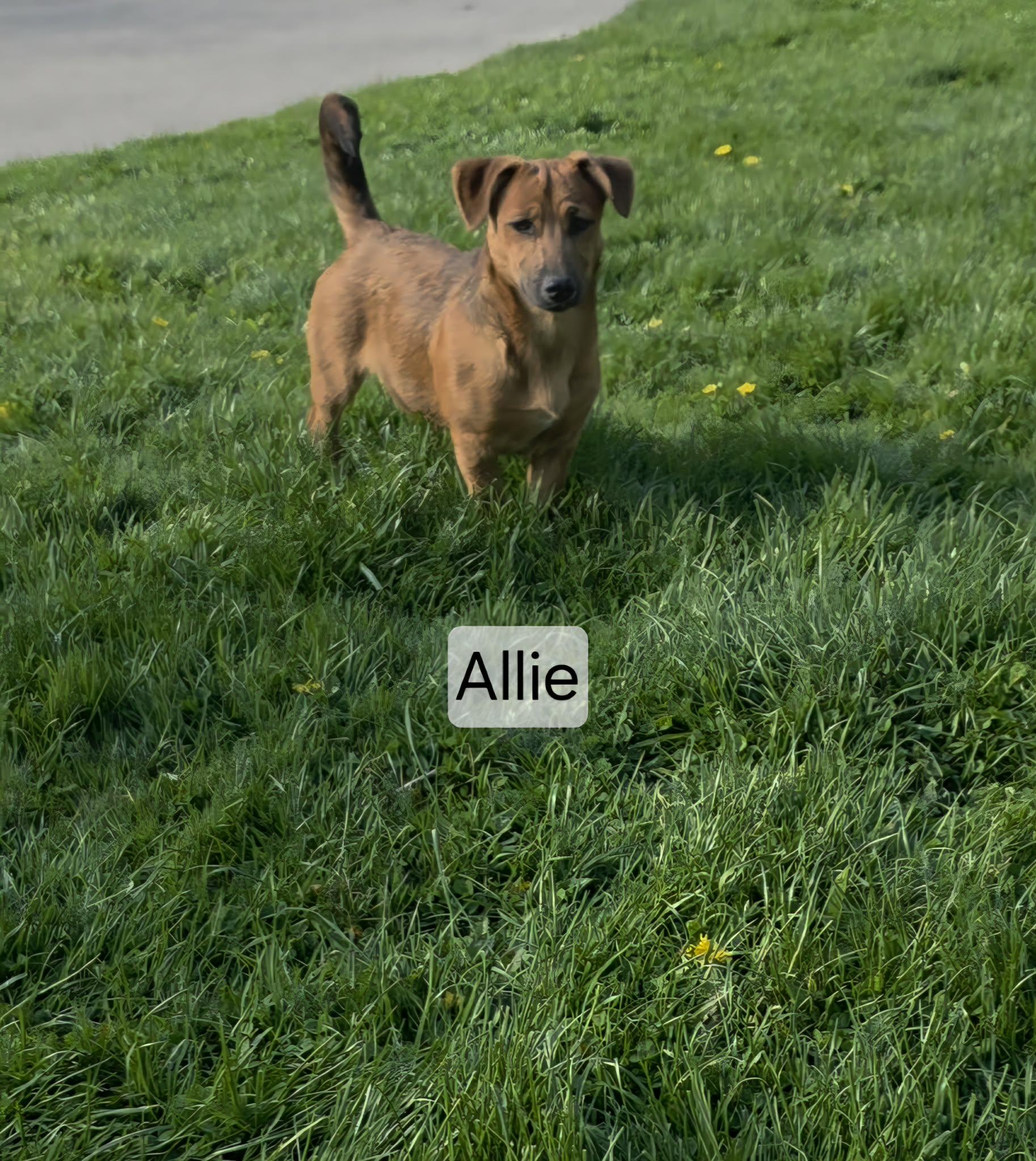 Allie, ADOPTABLE, Young Female German Shepherd Dog.