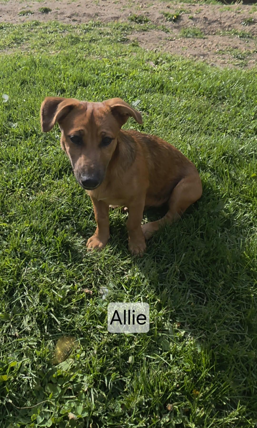 Enlarge Allie, a ADOPTABLE mixed breed in Union Grove, WI image 2/2