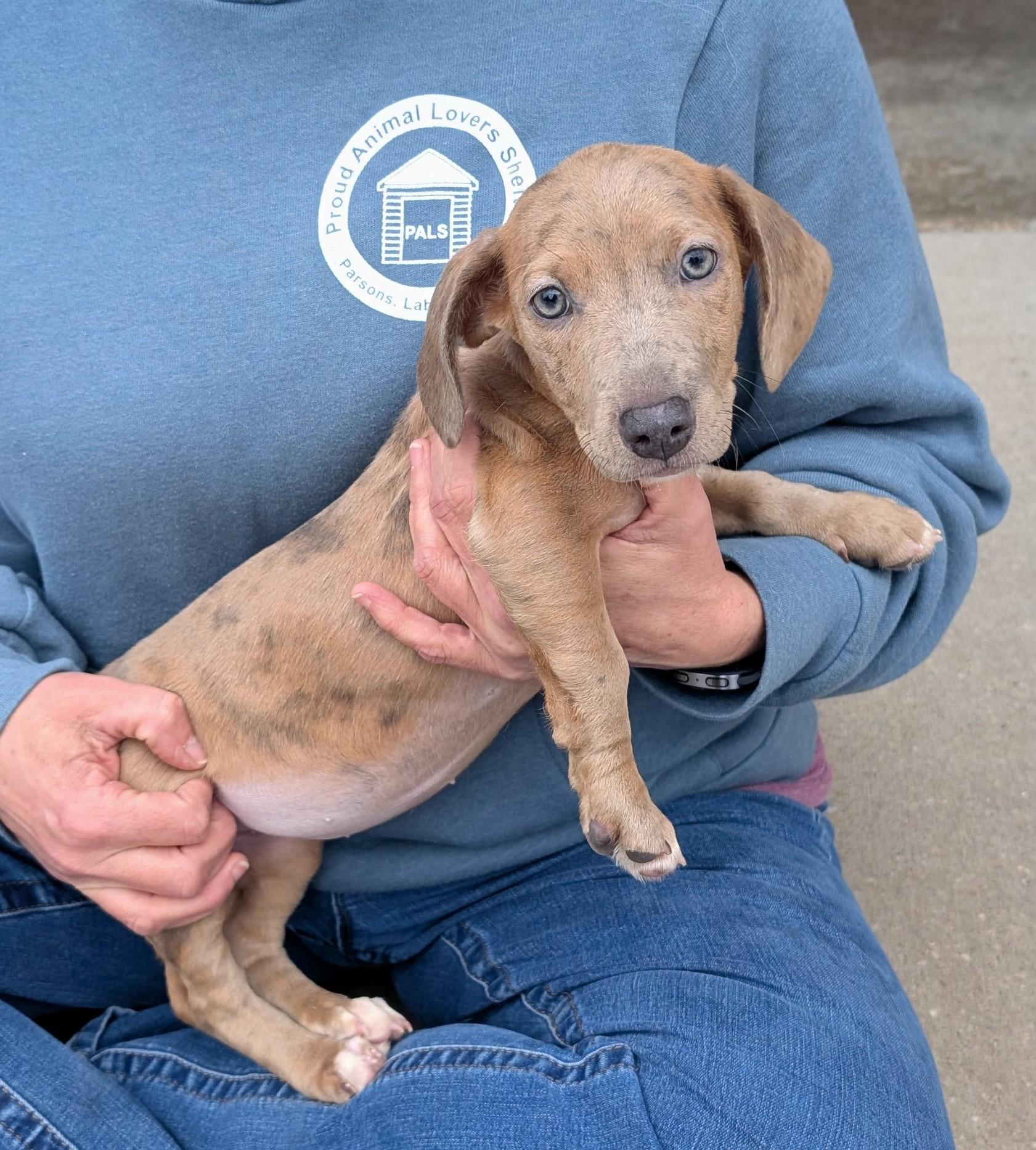 Fanny, adopted, Puppy Female Dachshund.
