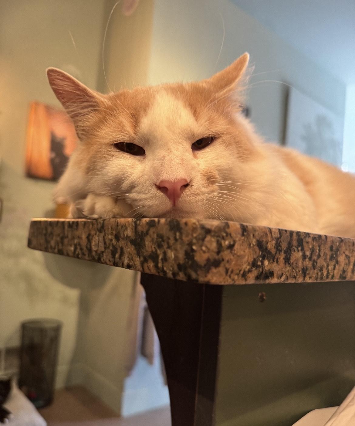 PA - CP Angelo, Adopted, Adult Male Domestic Long Hair.