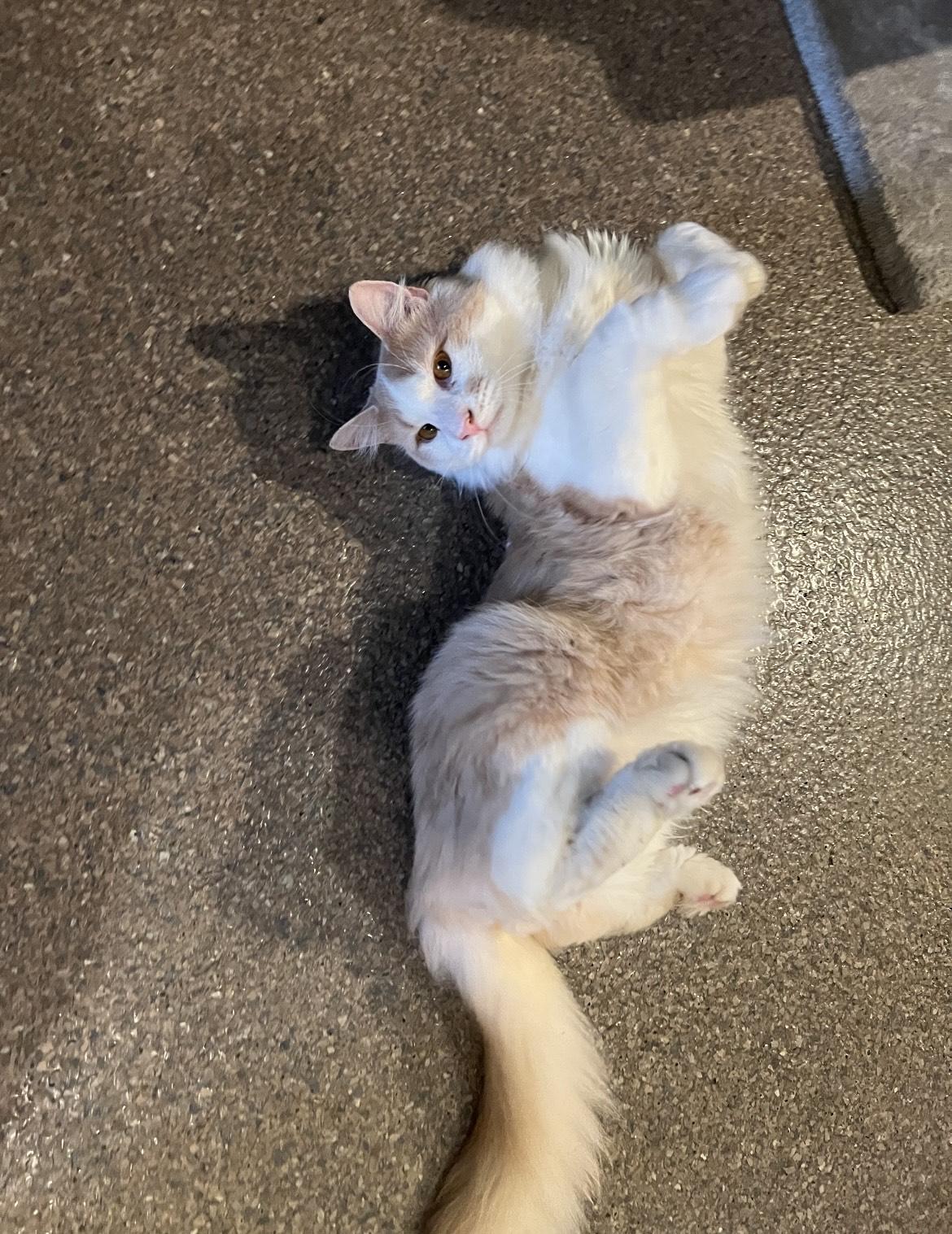 Enlarge PA - CP Angelo, a Adopted Domestic Long Hair in Philadelphia, PA image 2/4