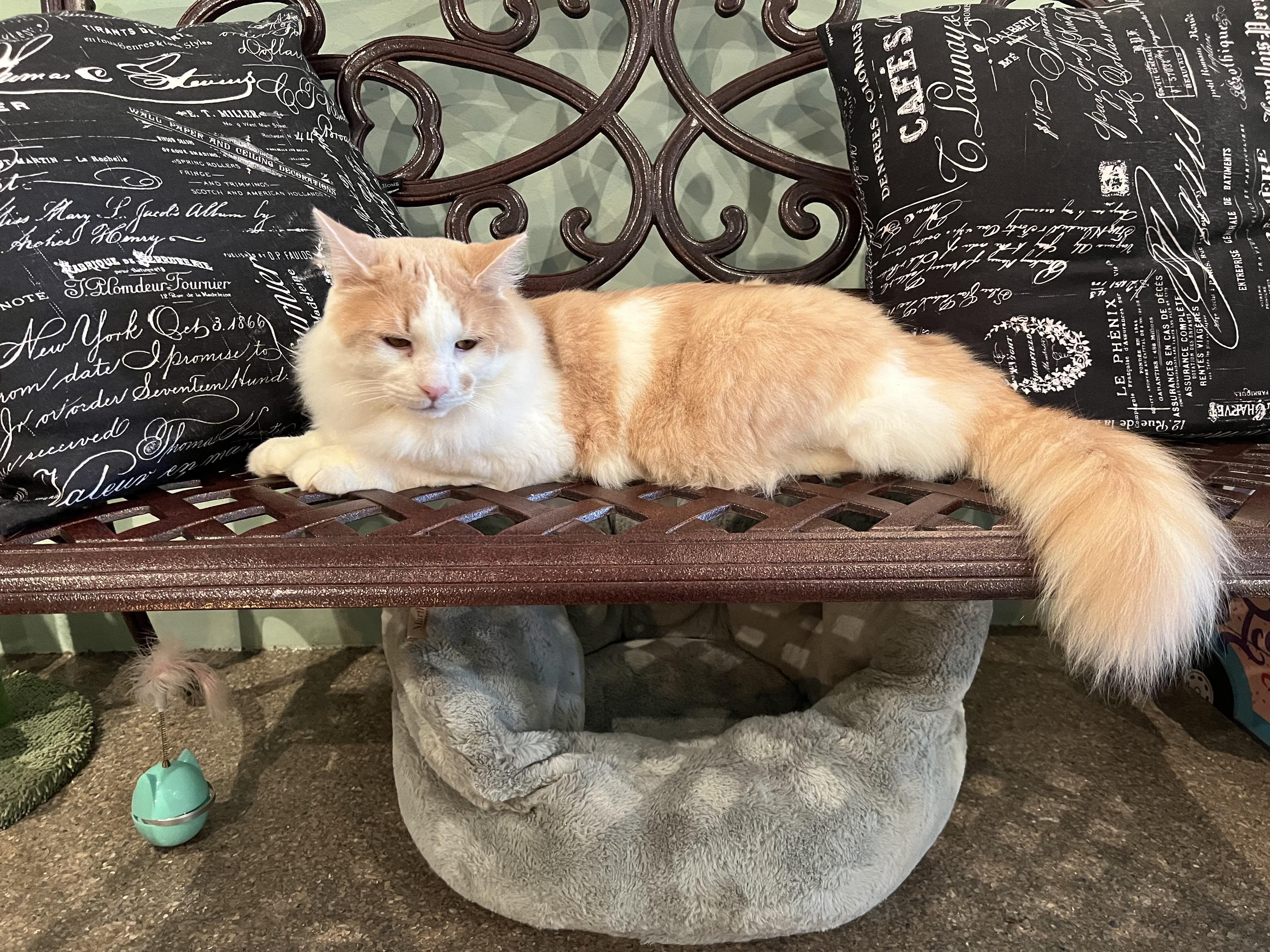 Enlarge PA - CP Angelo, a Adopted Domestic Long Hair in Philadelphia, PA image 3/4