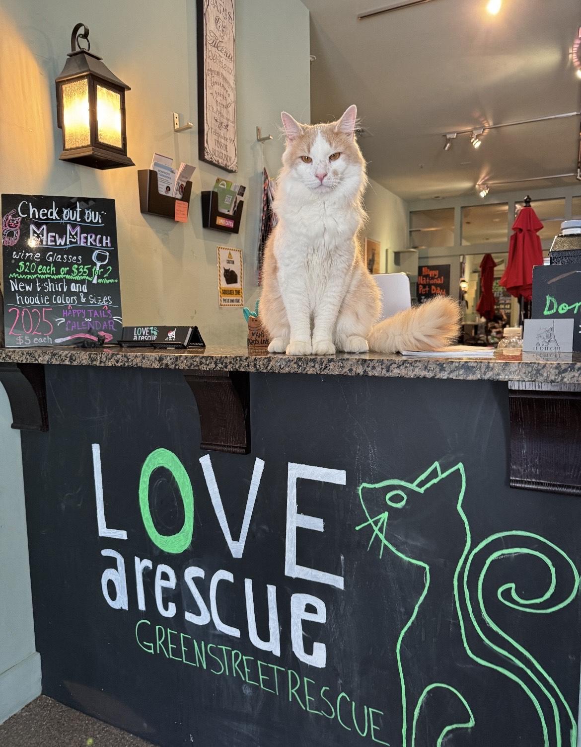 Enlarge PA - CP Angelo, a Adopted Domestic Long Hair in Philadelphia, PA image 4/4