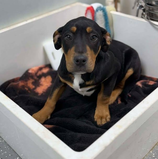 Enlarge Linus, a ADOPTABLE mixed breed in Bardstown, KY image 2/5