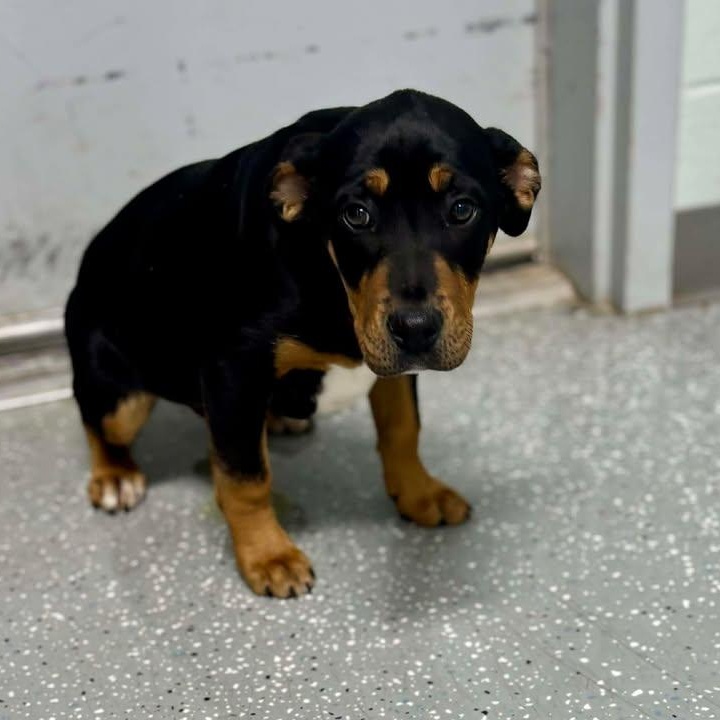 Enlarge Linus, a ADOPTABLE mixed breed in Bardstown, KY image 4/5