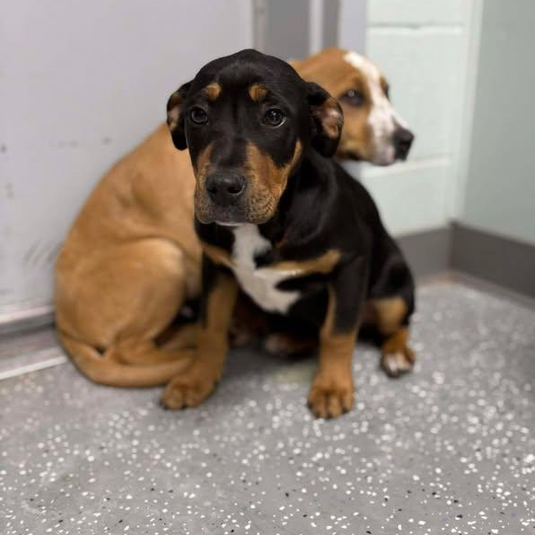 Enlarge Linus, a ADOPTABLE mixed breed in Bardstown, KY image 3/5