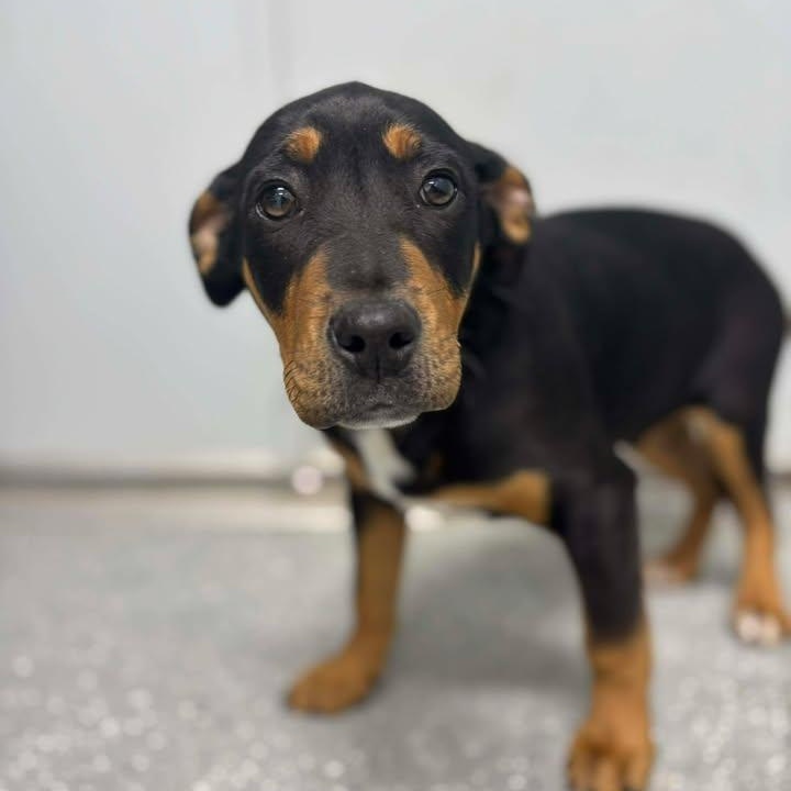 Enlarge Linus, a ADOPTABLE mixed breed in Bardstown, KY image 5/5