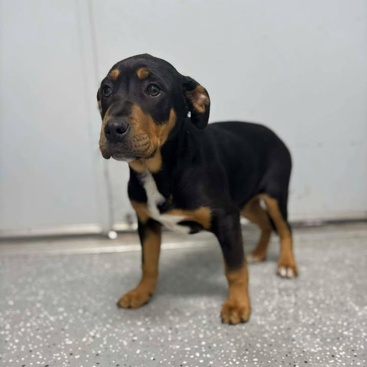 Enlarge Linus, a ADOPTABLE mixed breed in Bardstown, KY image 1/5