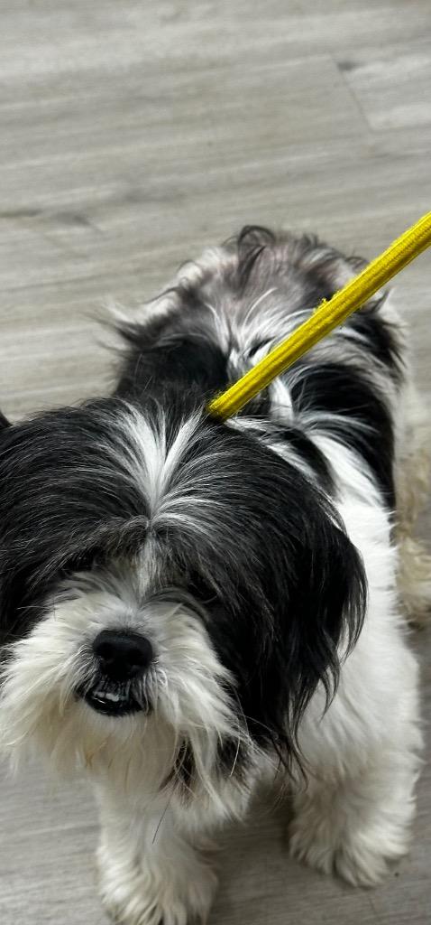 Enlarge Miss Bella, a Adopted Shih Tzu in Cambridge, MD image 1/1