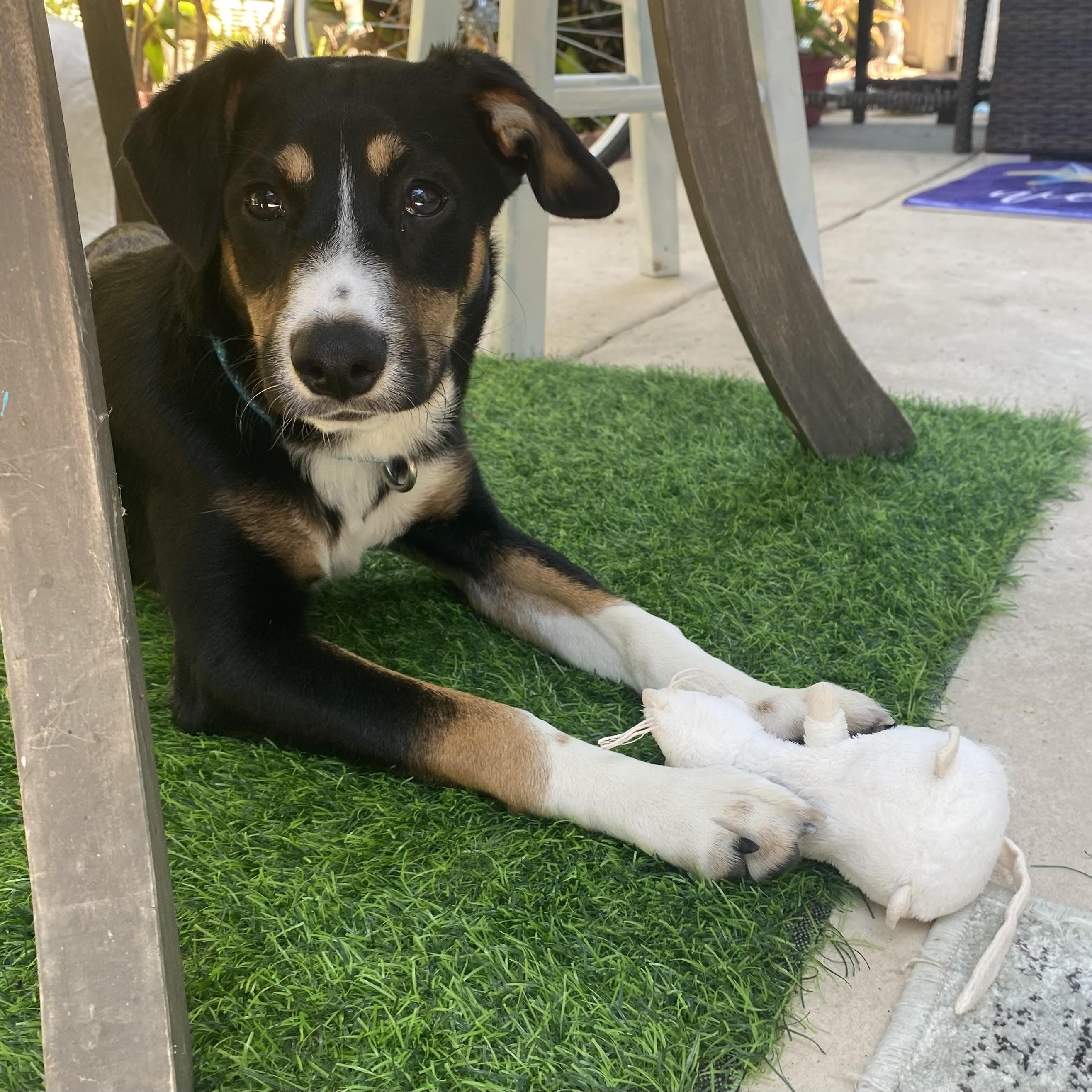 DORY b jan 2025 25 lbs