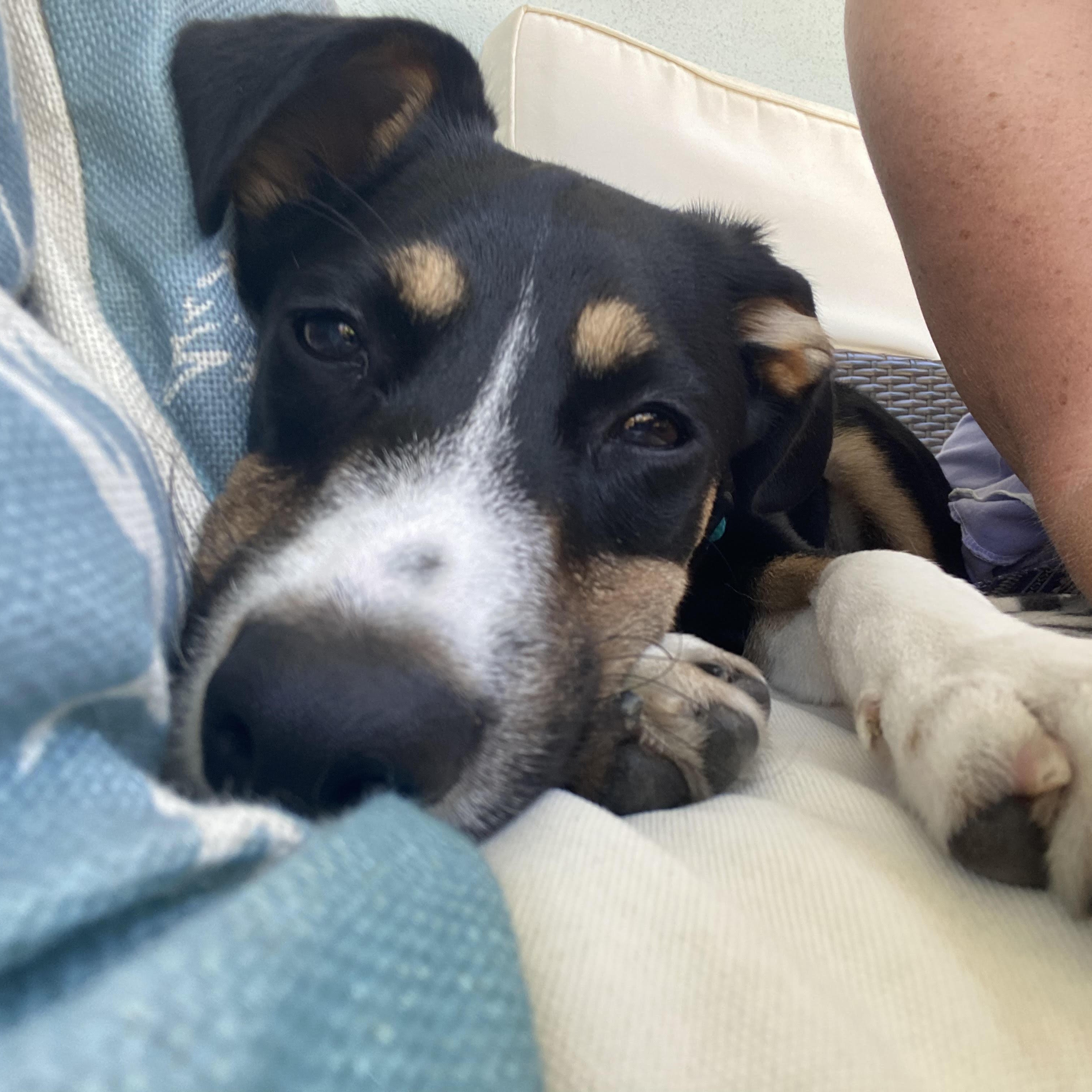 DORY b jan 2025 25 lbs