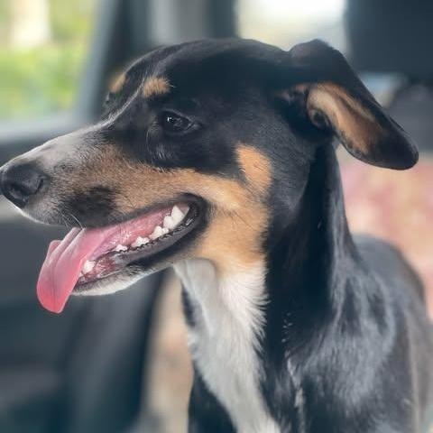 DORY b jan 2025 25 lbs