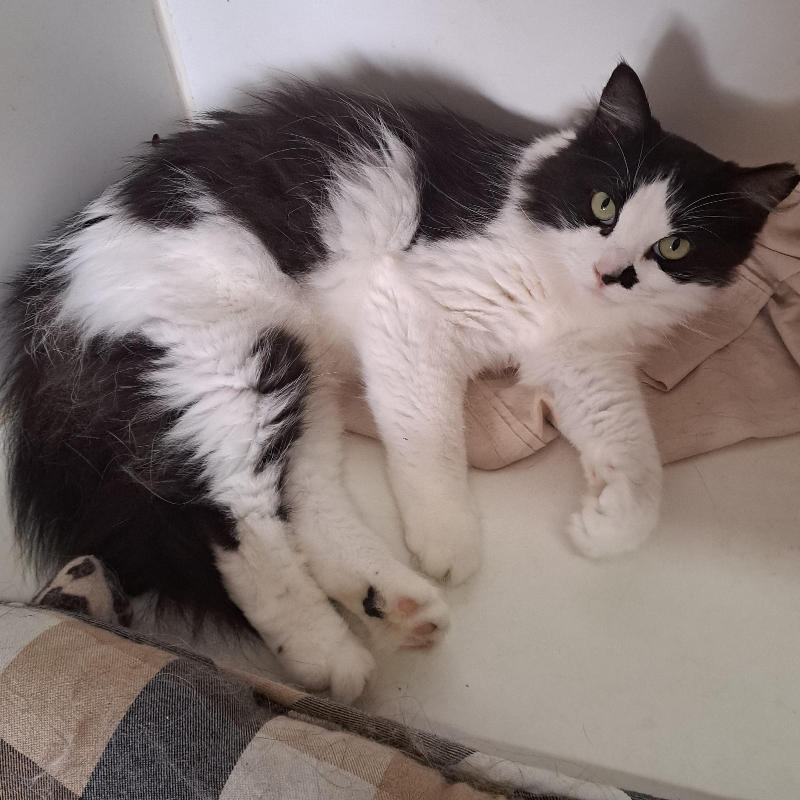 Wally 2.5 yrs, Young Male unknown