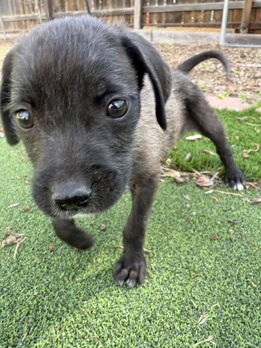 Big Val, an adopted mixed breed in Denver, CO image 1/2