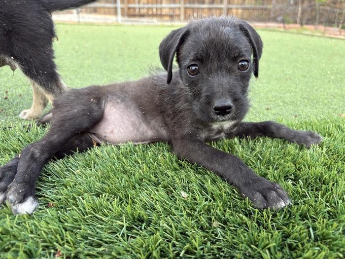 Big Val, an adopted mixed breed in Denver, CO image 2/2