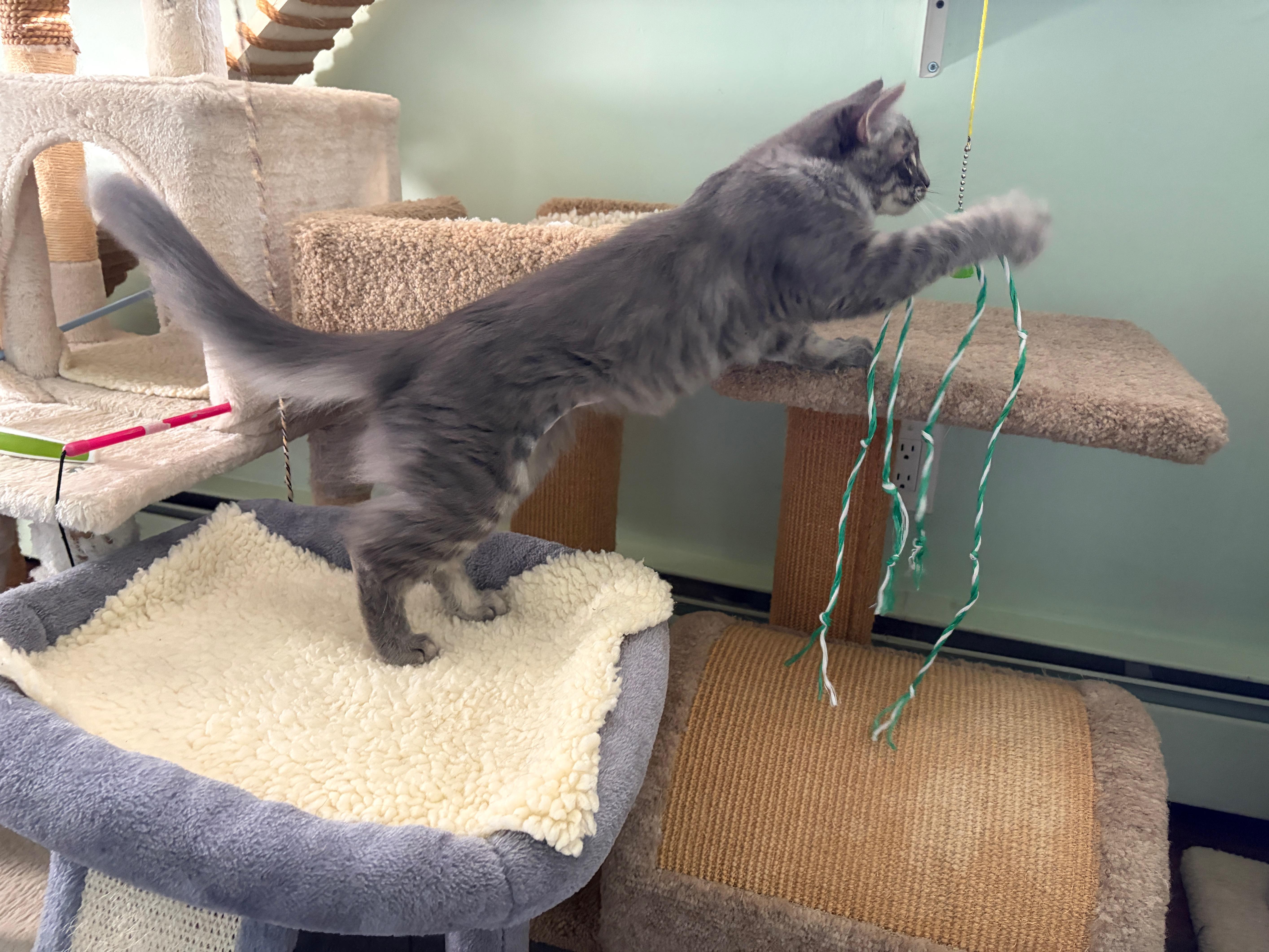 Enlarge MAISY, a Adoptable mixed breed in Churchville, PA image 3/4
