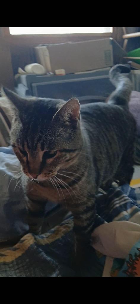 Newman, Adoptable, Adult Male Domestic Short Hair.