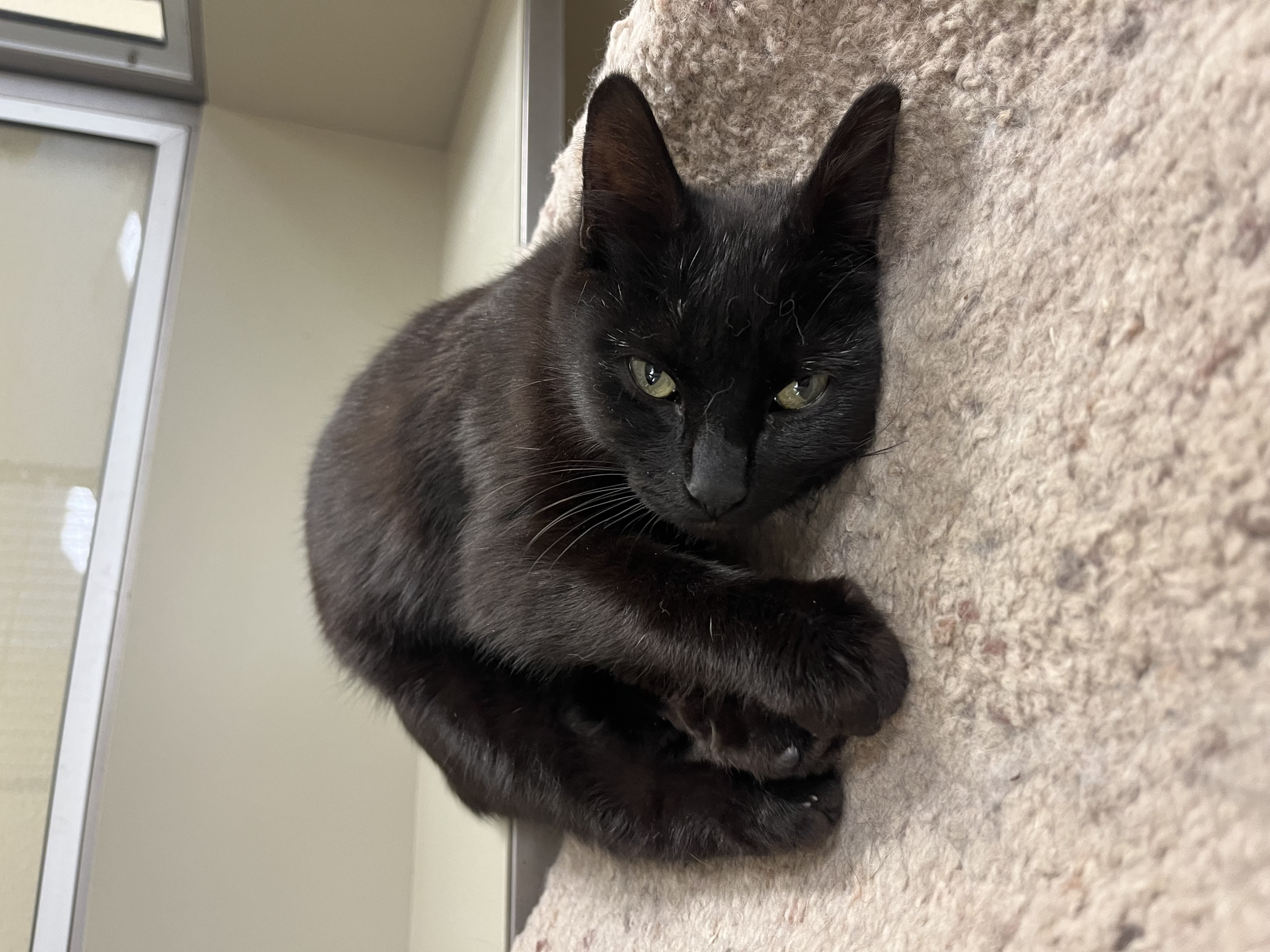 Eclipse, a Adoptable Manx in Kerrville, TX image 2/3