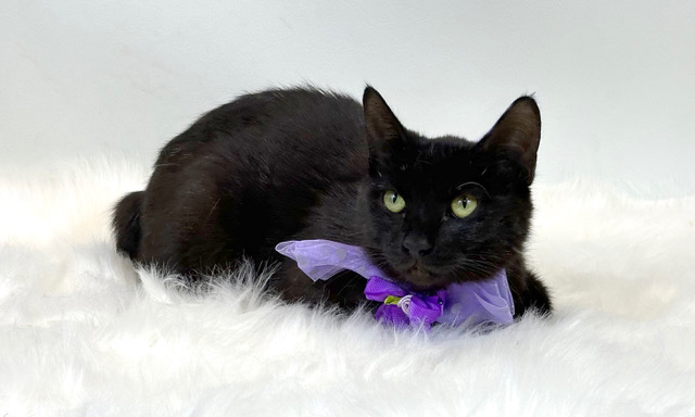 Eclipse, a Adoptable Manx in Kerrville, TX image 1/3