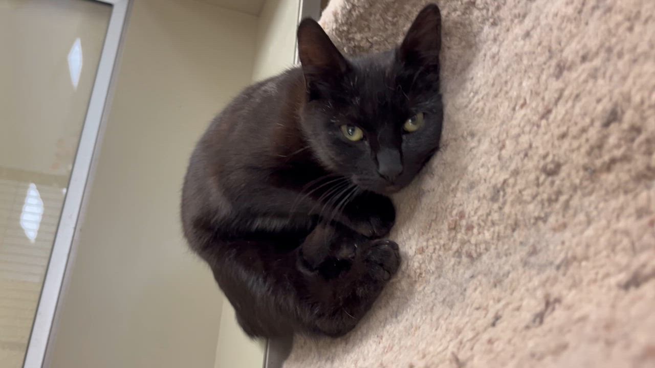 Enlarge Eclipse, a Adoptable Manx in Kerrville, TX video 3/3