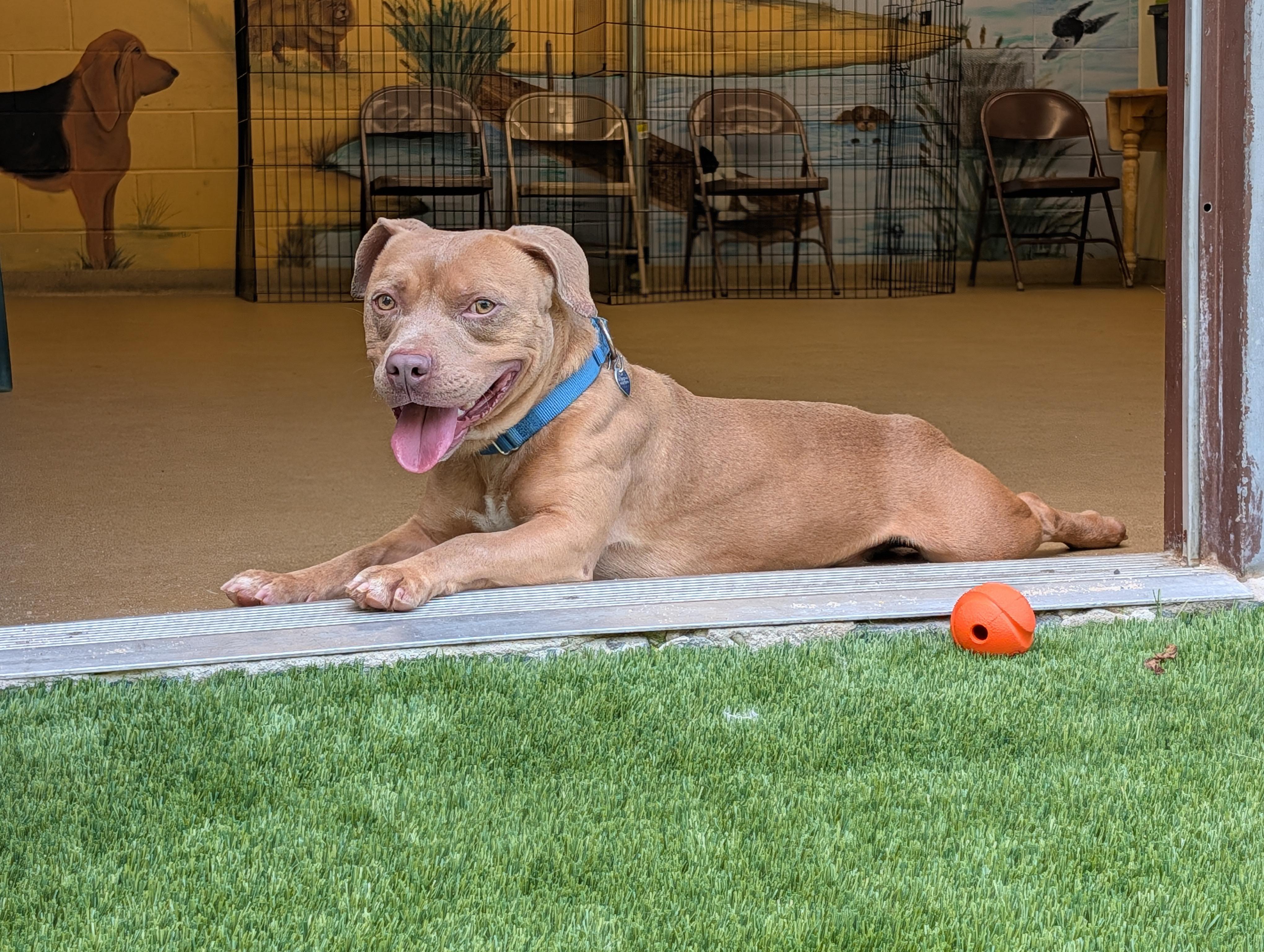 Enlarge Woody, a Adoptable mixed breed in Port Washington, NY image 2/6