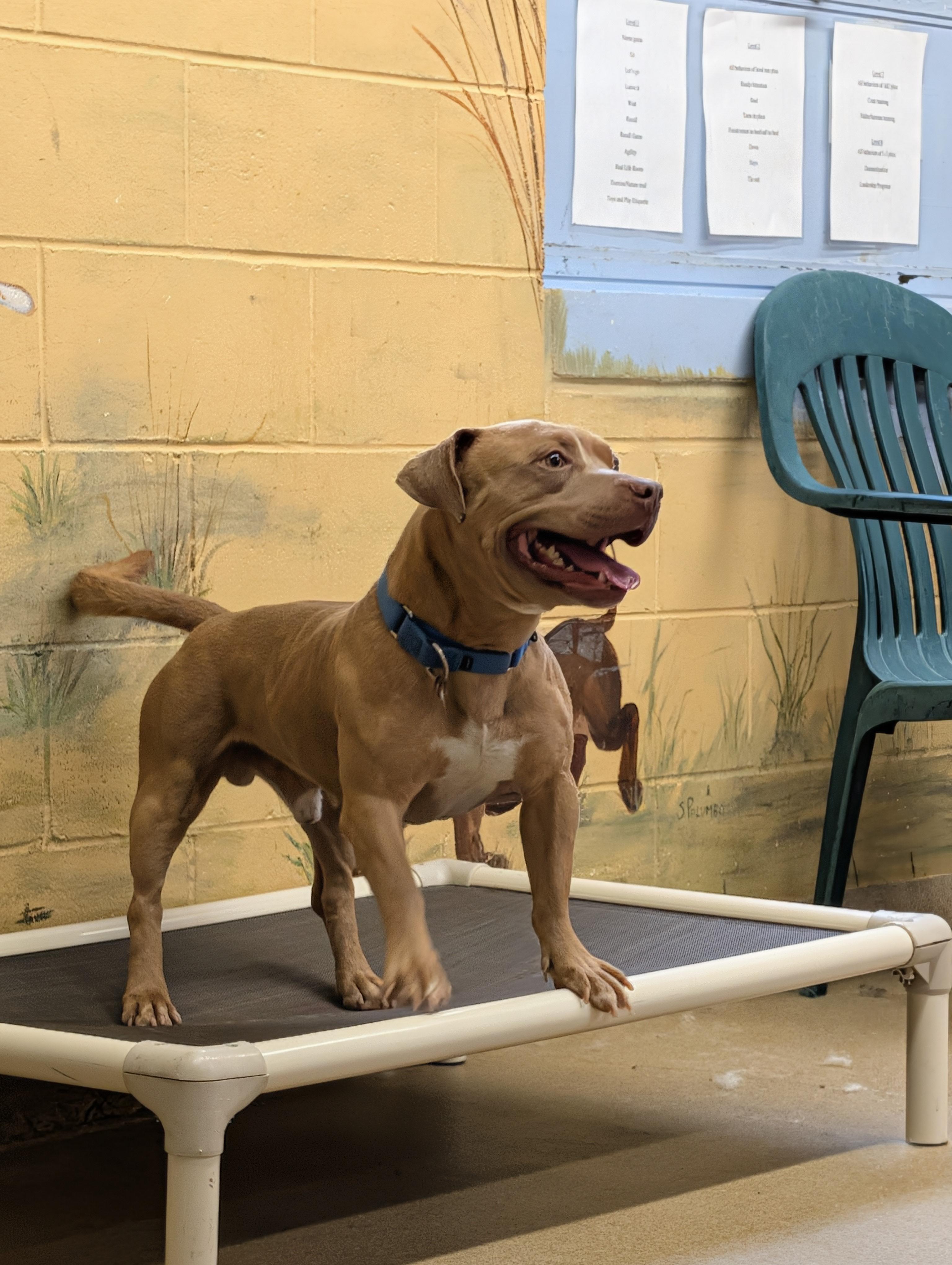 Woody, a ADOPTABLE mixed breed in Port Washington, NY image 4/4