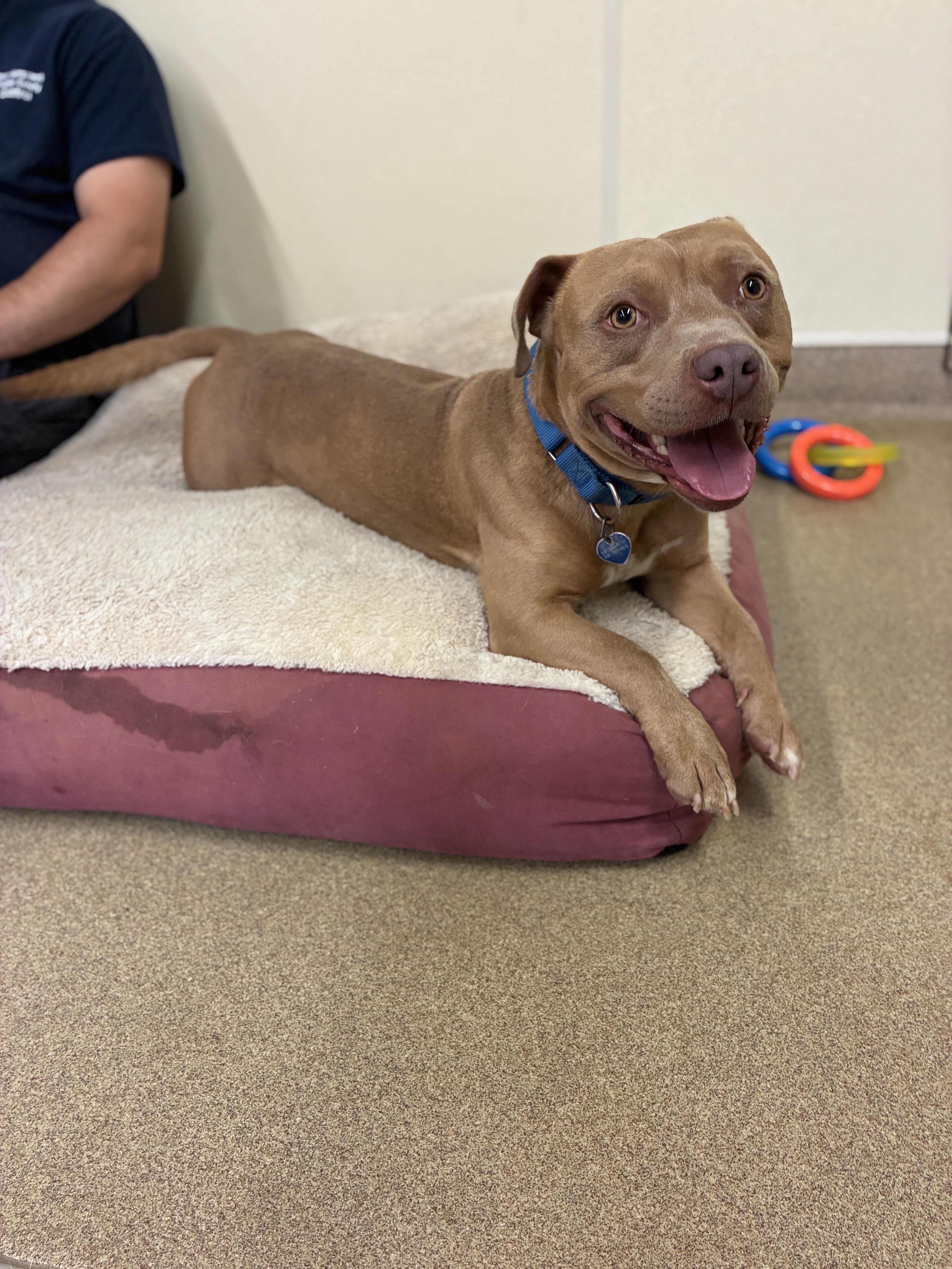 Woody, a ADOPTABLE mixed breed in Port Washington, NY image 2/4