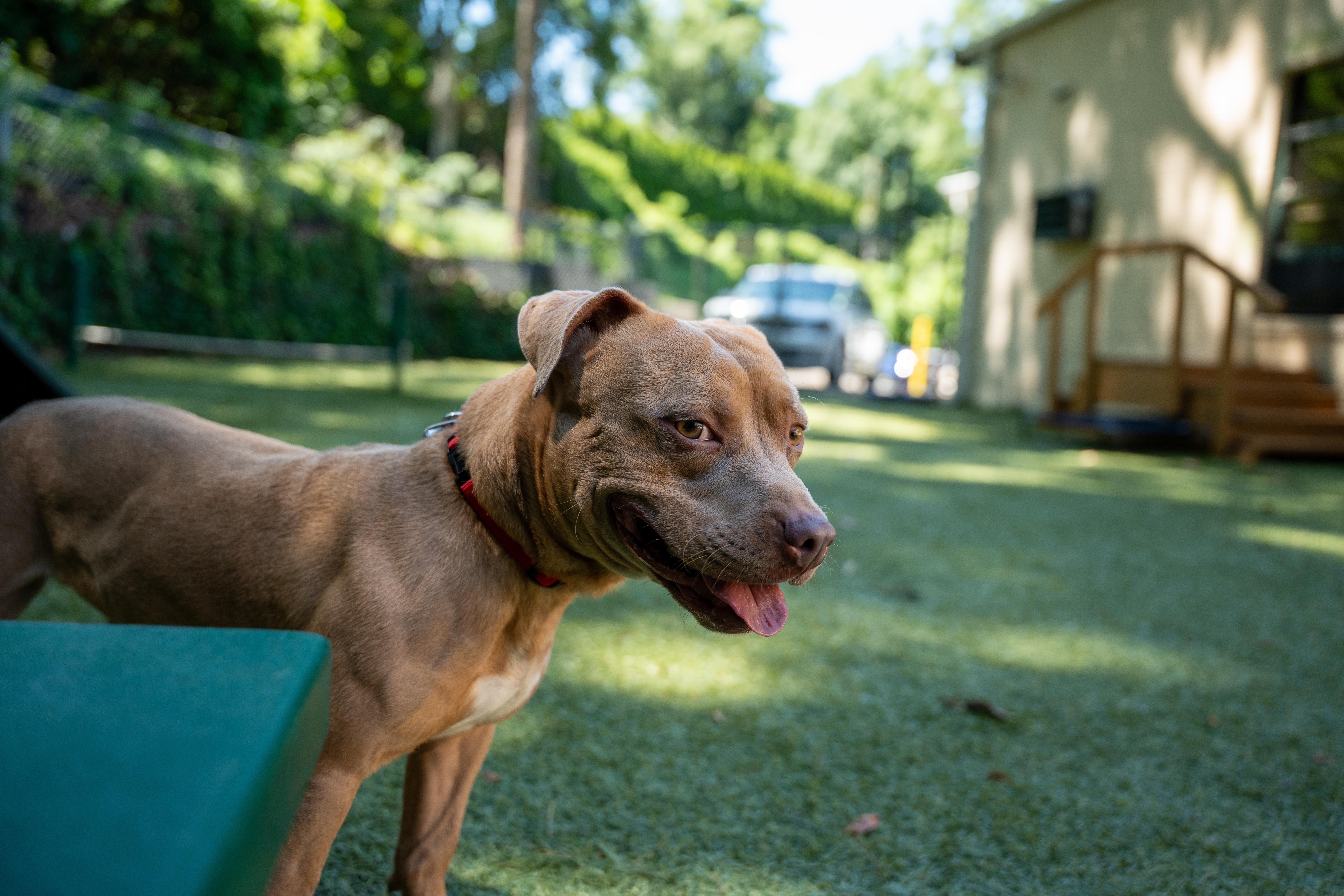 Woody, a ADOPTABLE mixed breed in Port Washington, NY image 1/4