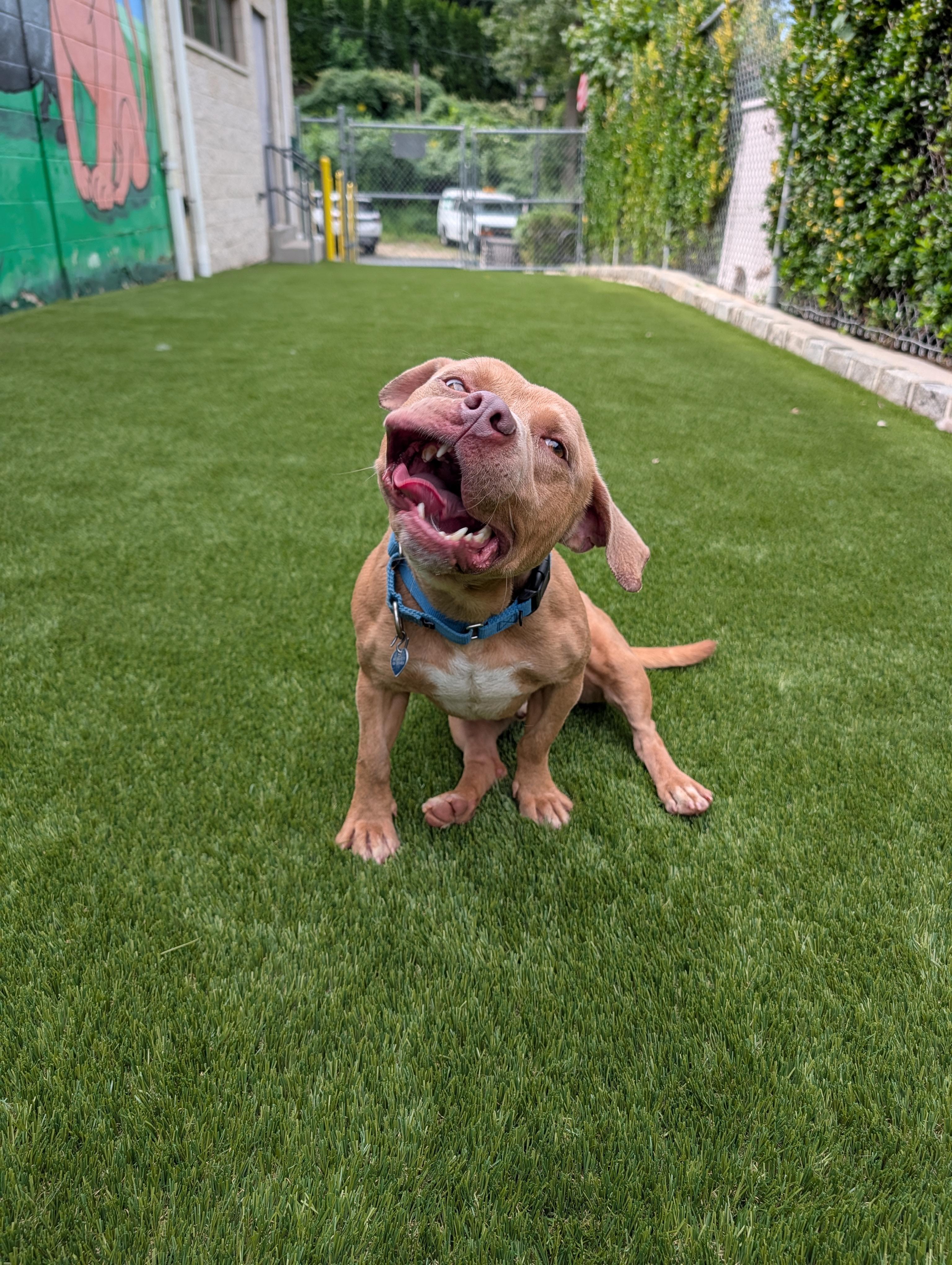 Enlarge Woody, a Adoptable mixed breed in Port Washington, NY image 4/6