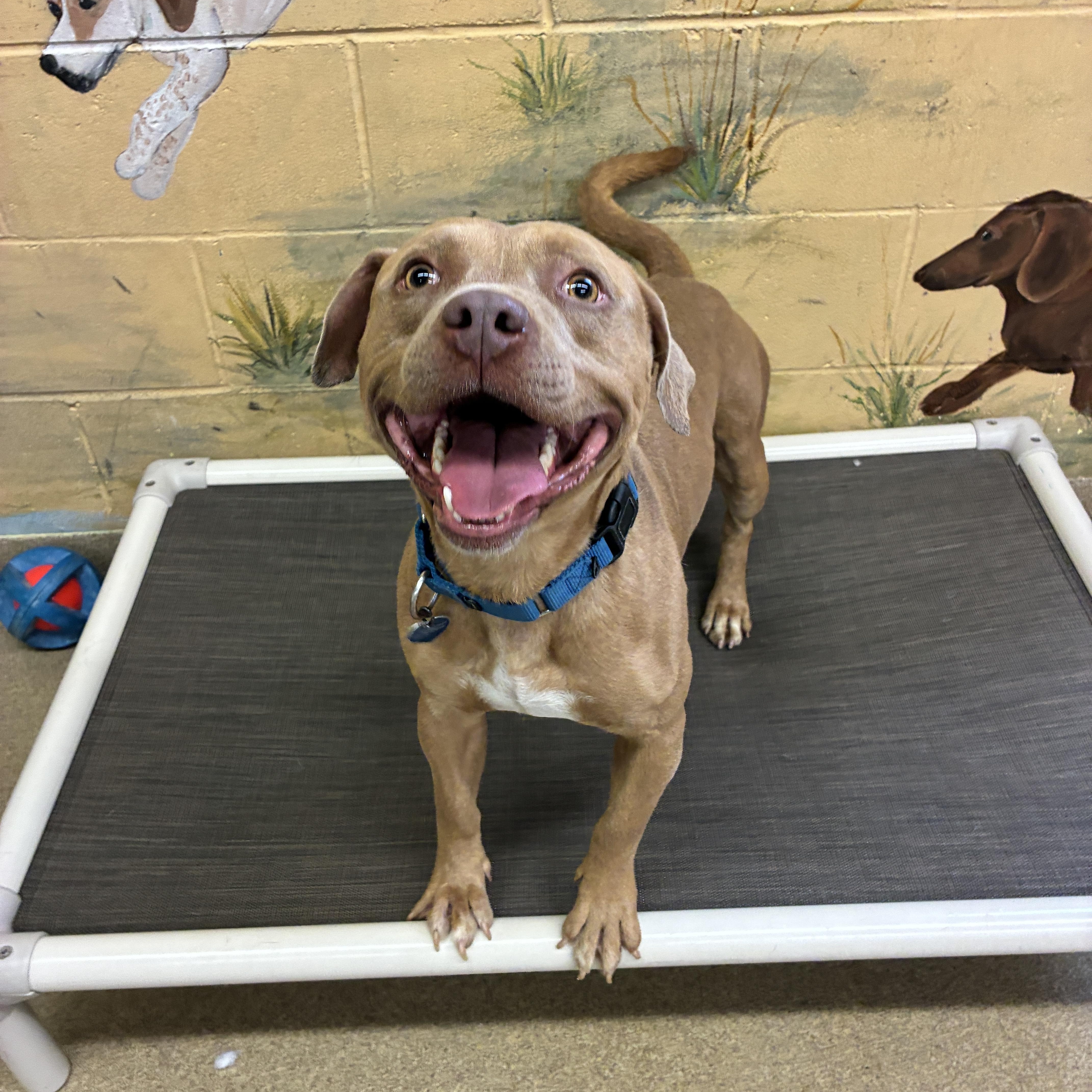 Woody, a ADOPTABLE mixed breed in Port Washington, NY image 3/4