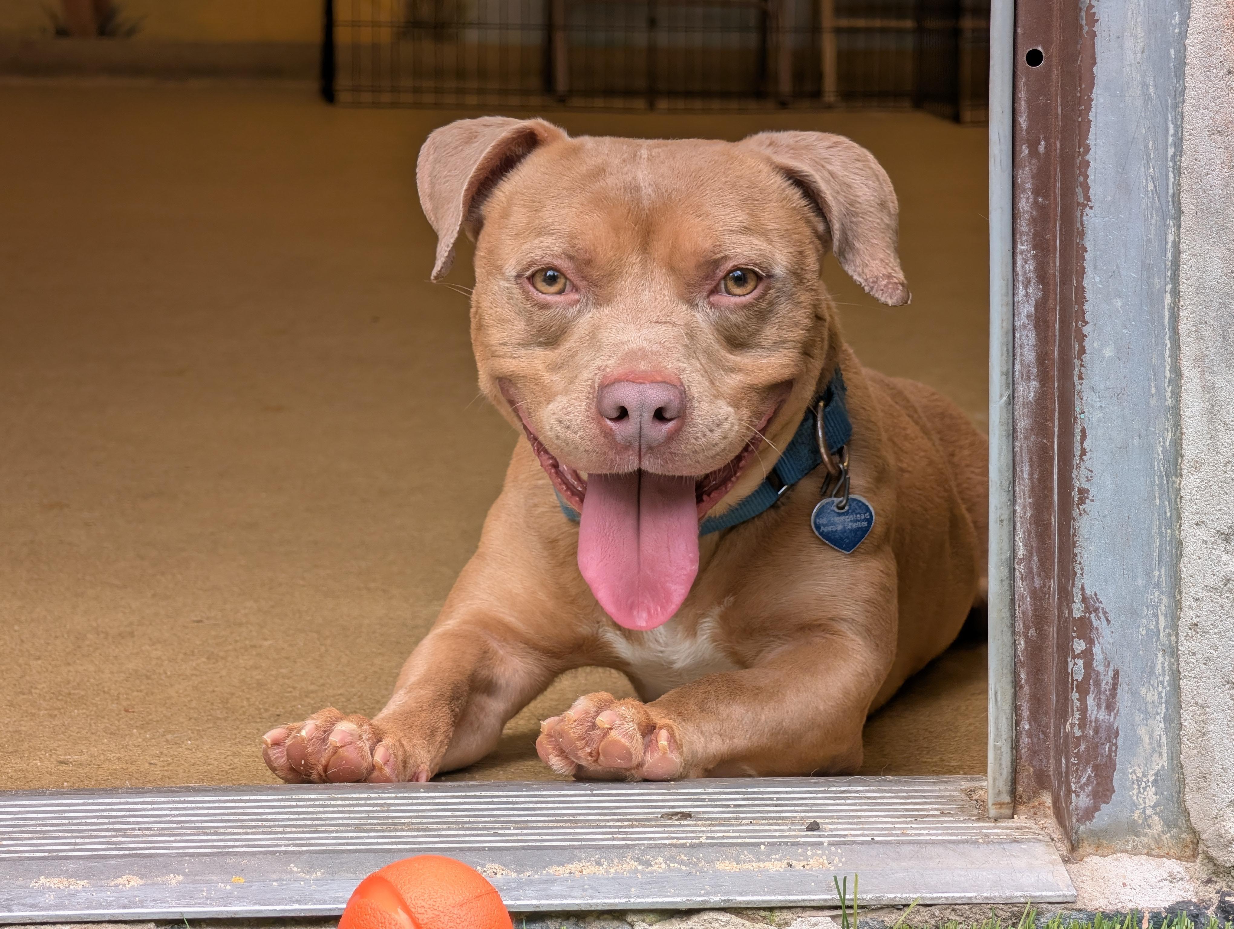 Enlarge Woody, a Adoptable mixed breed in Port Washington, NY image 1/6