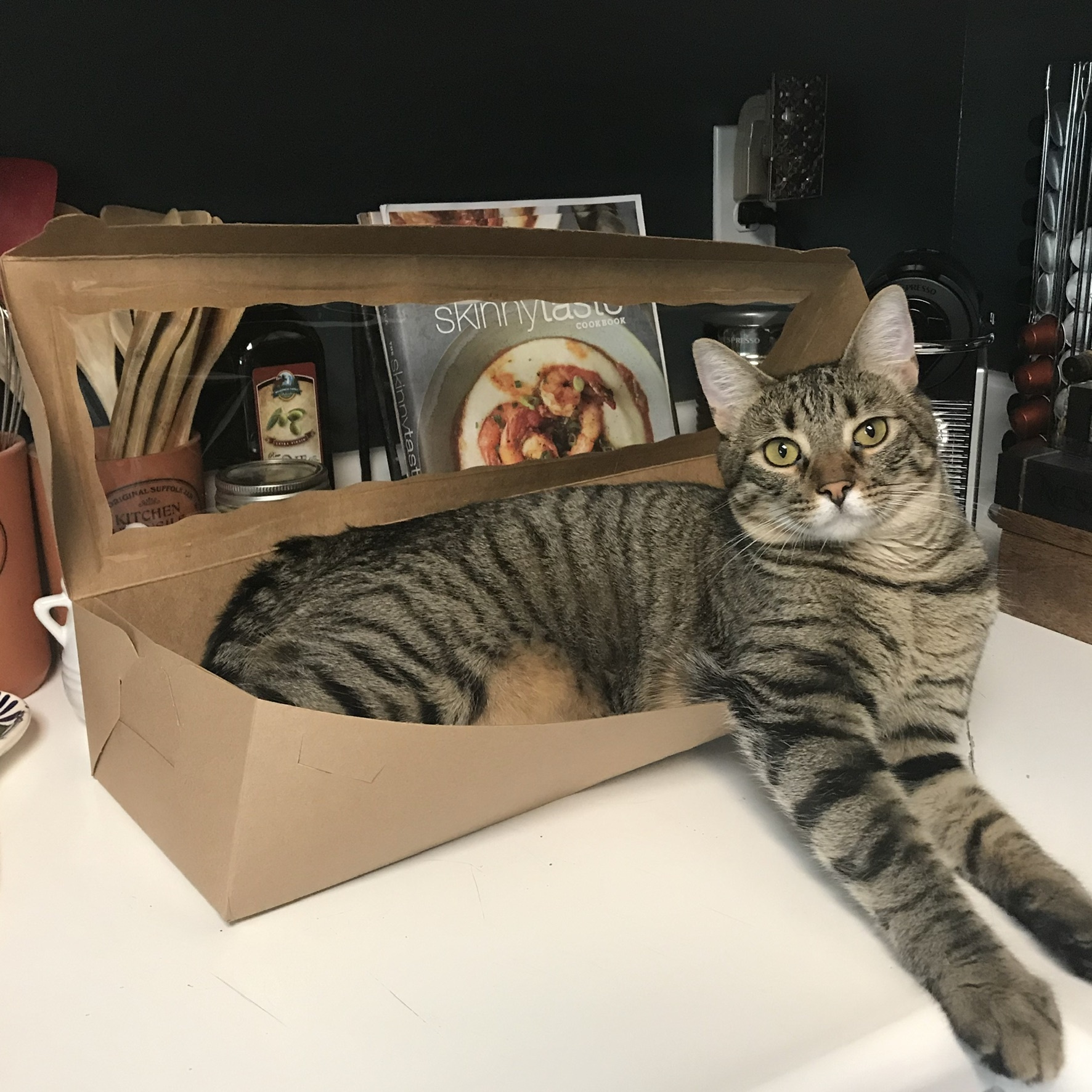 Nara (Sugar & Spice), Adoptable, Adult Female Domestic Short Hair & Tabby.