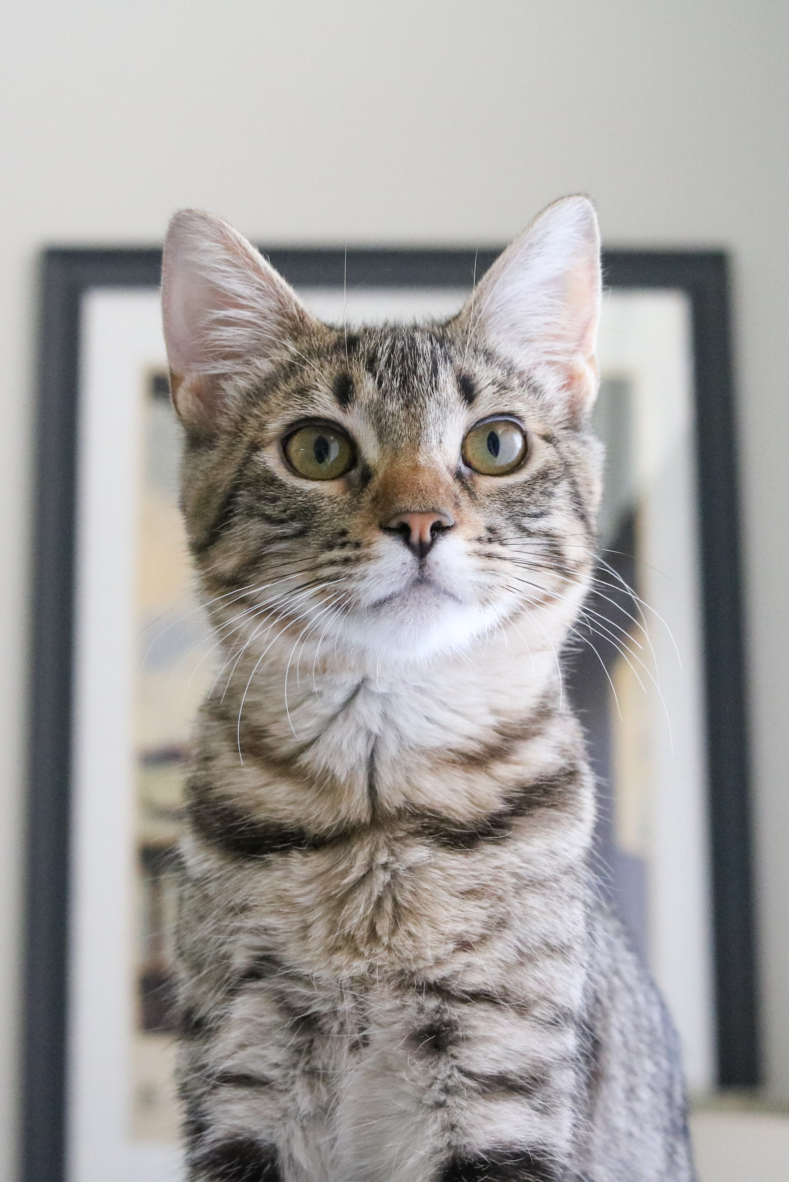 Enlarge Nara (Sugar & Spice), a Adoptable mixed breed in San Diego, CA image 2/12