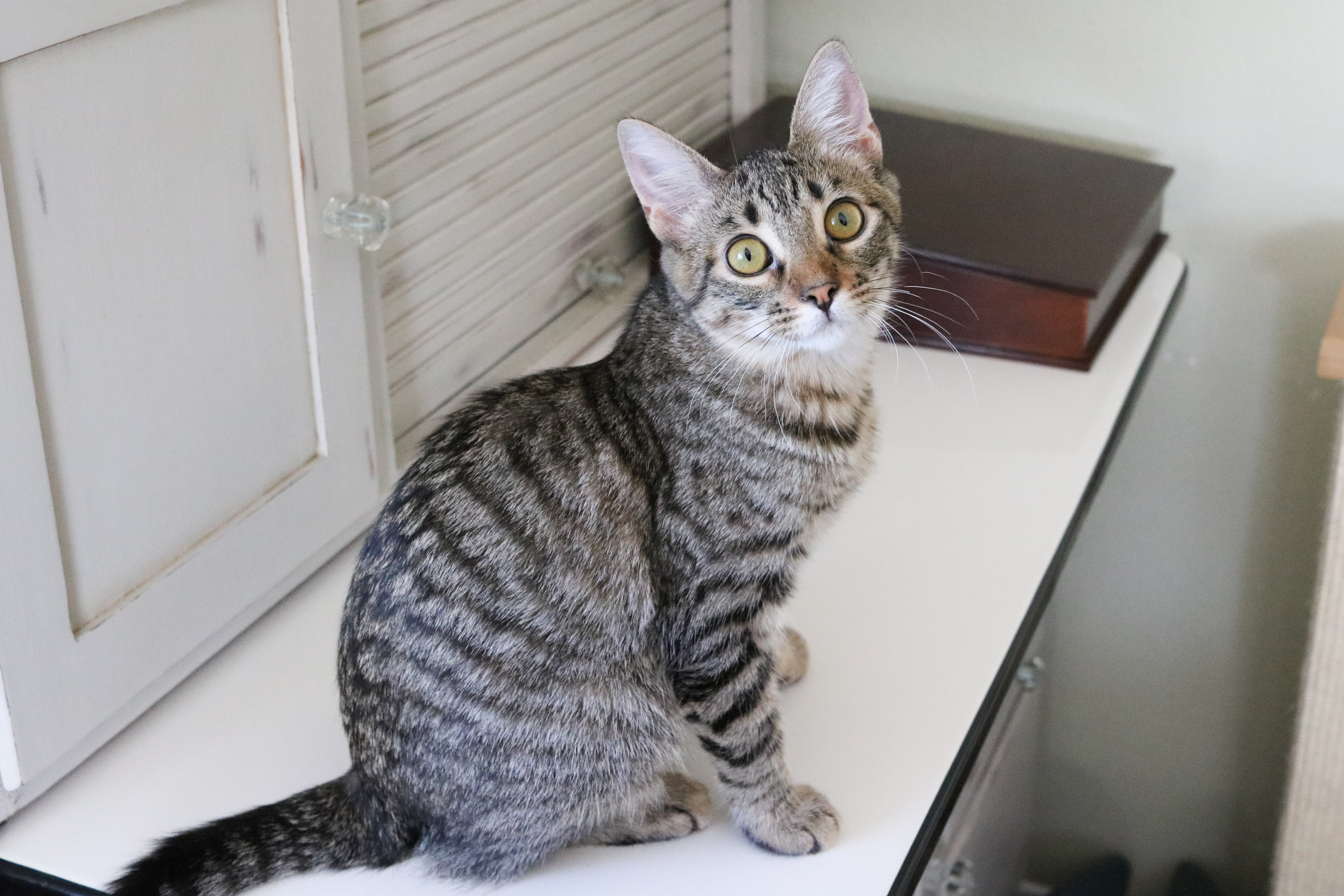 Enlarge Nara (Sugar & Spice), a Adoptable mixed breed in San Diego, CA image 3/12