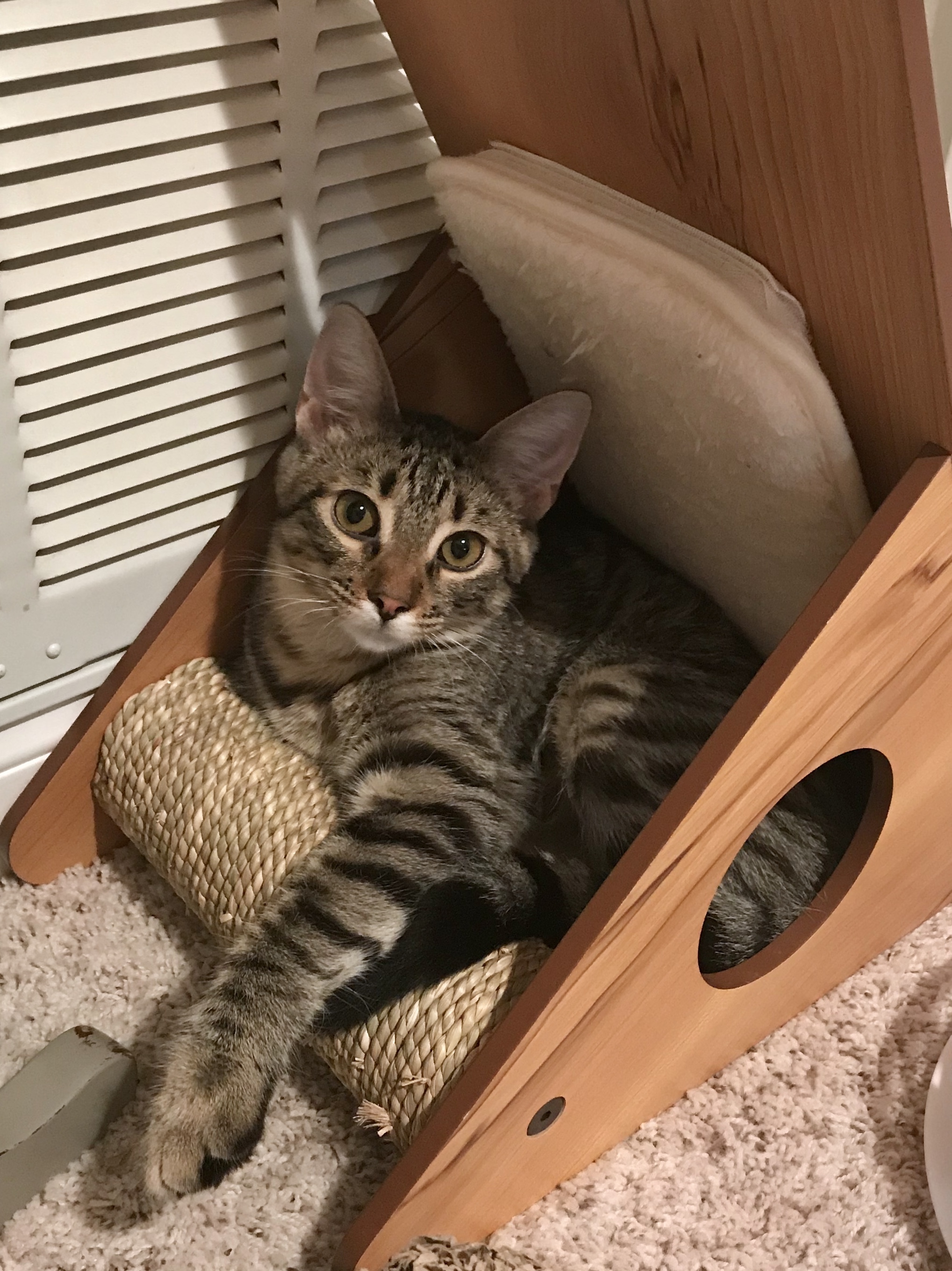 Enlarge Nara (Sugar & Spice), a Adoptable mixed breed in San Diego, CA image 4/12