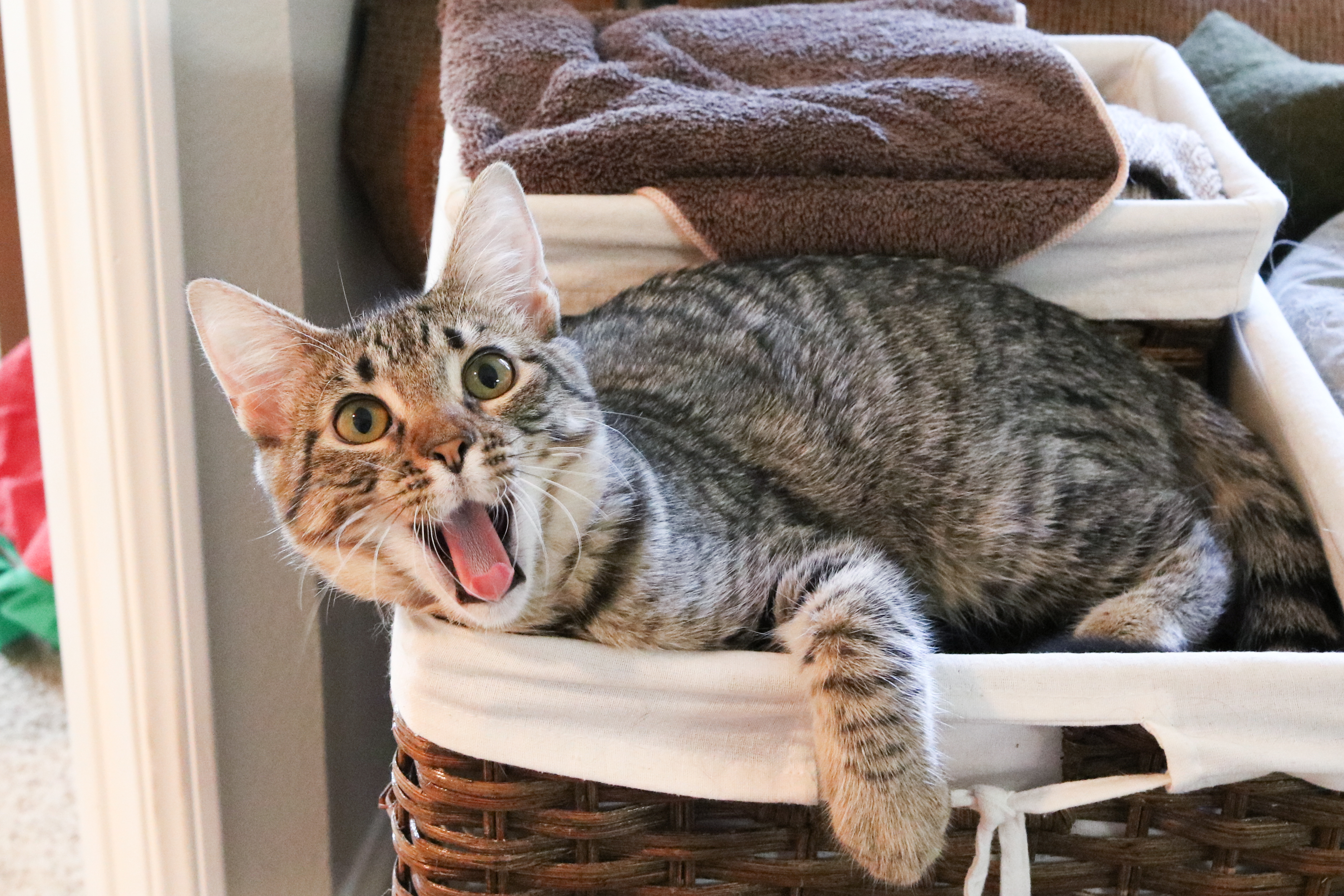 Enlarge Nara (Sugar & Spice), a Adoptable mixed breed in San Diego, CA image 5/12